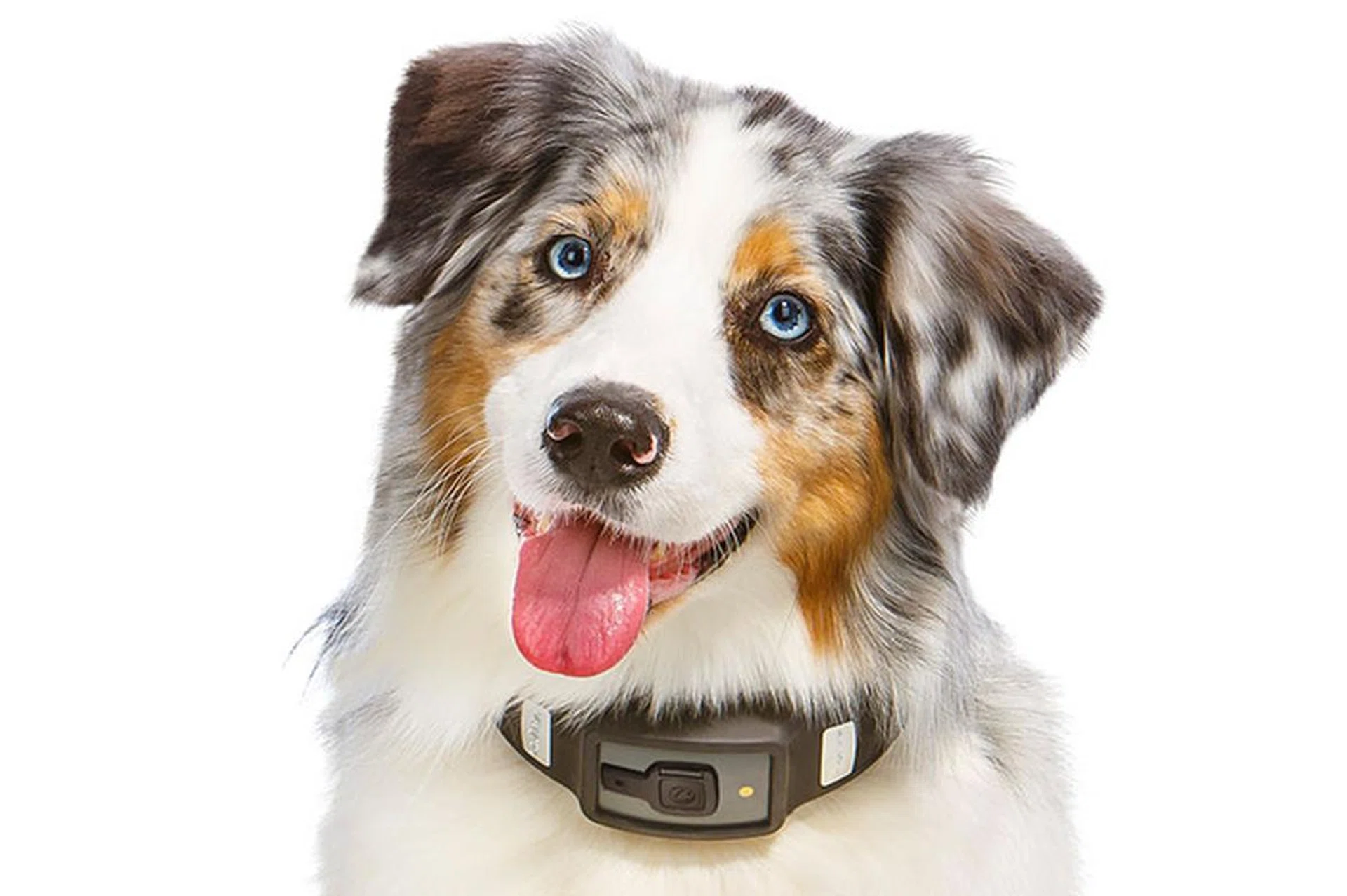 The Voyce collar is a health, wellness, and activity tracker that fits loosely around your dog. (Image source: Voyce.)
