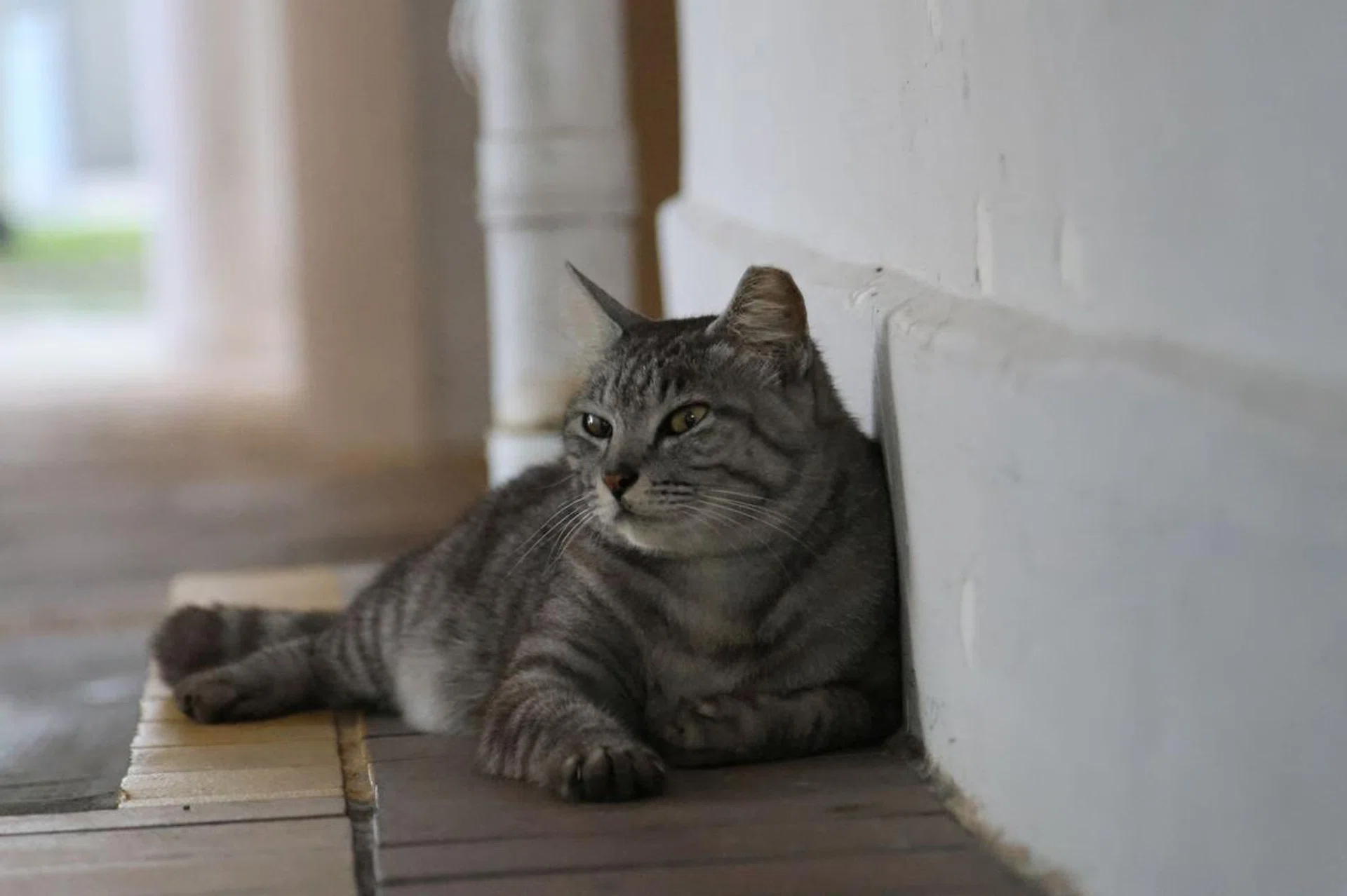 105mm at f/4.0, 1/640s, ISO 12800