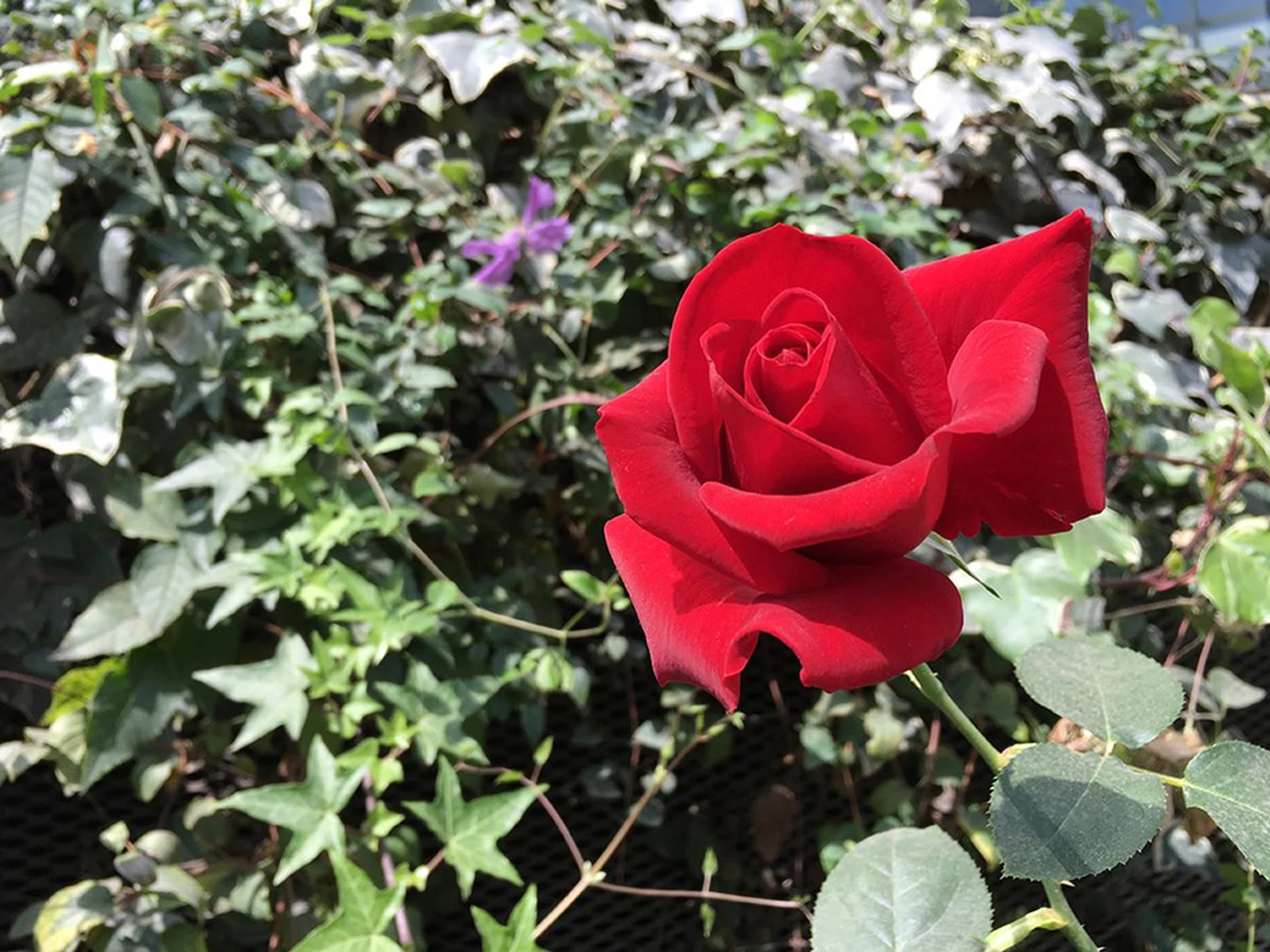 Apple iPhone 6s Plus. f/2.2 at 29mm, 1/220 sec, ISO 25.