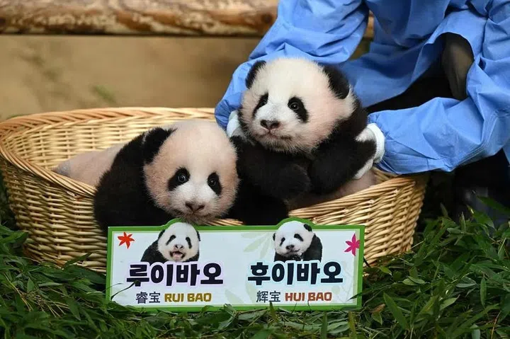 The twin pandas. Aren't they cute? Image source: The Straits Times.