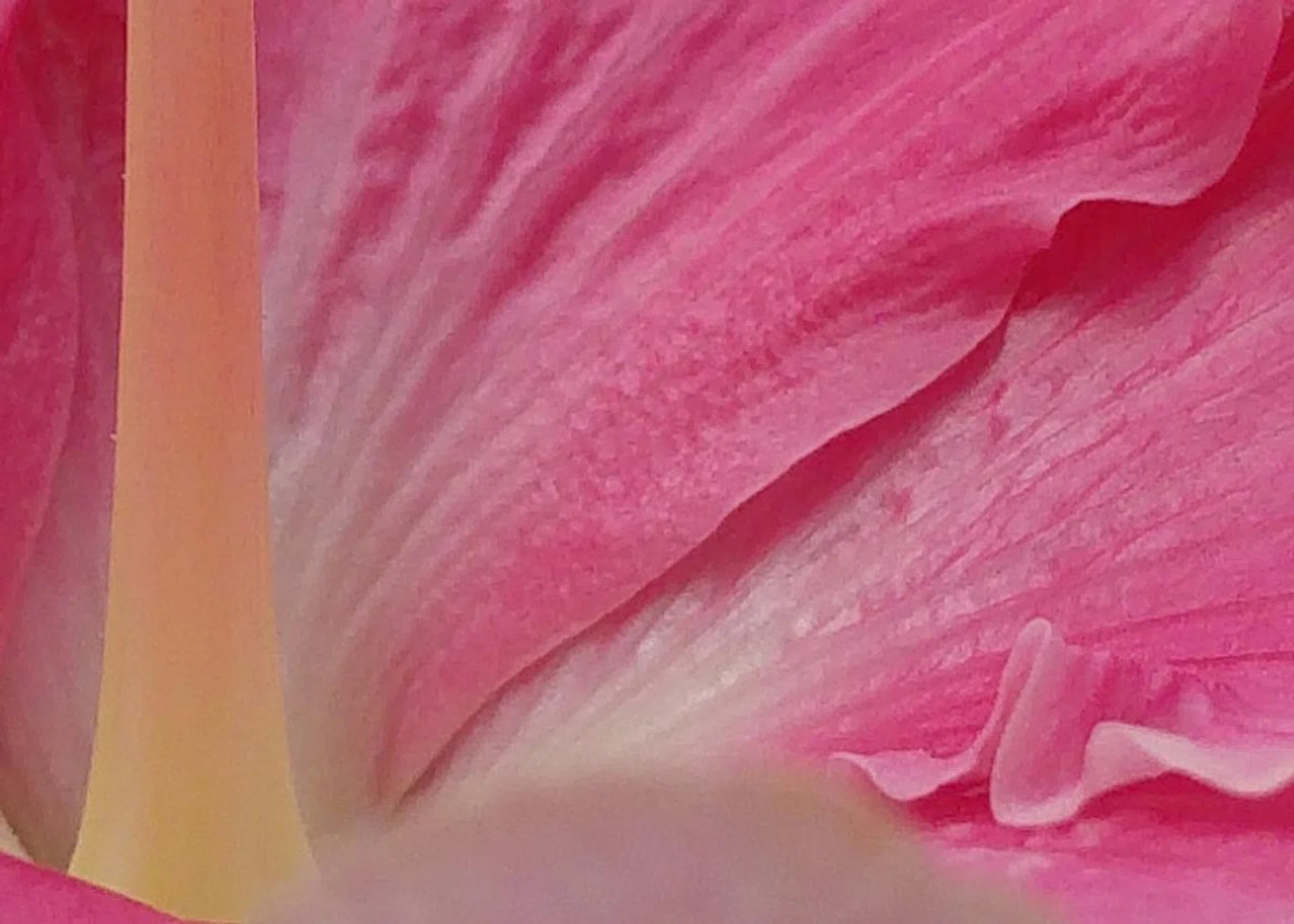 LG G4 - f/1.8, 1/640s. ISO 50 (100% crop)