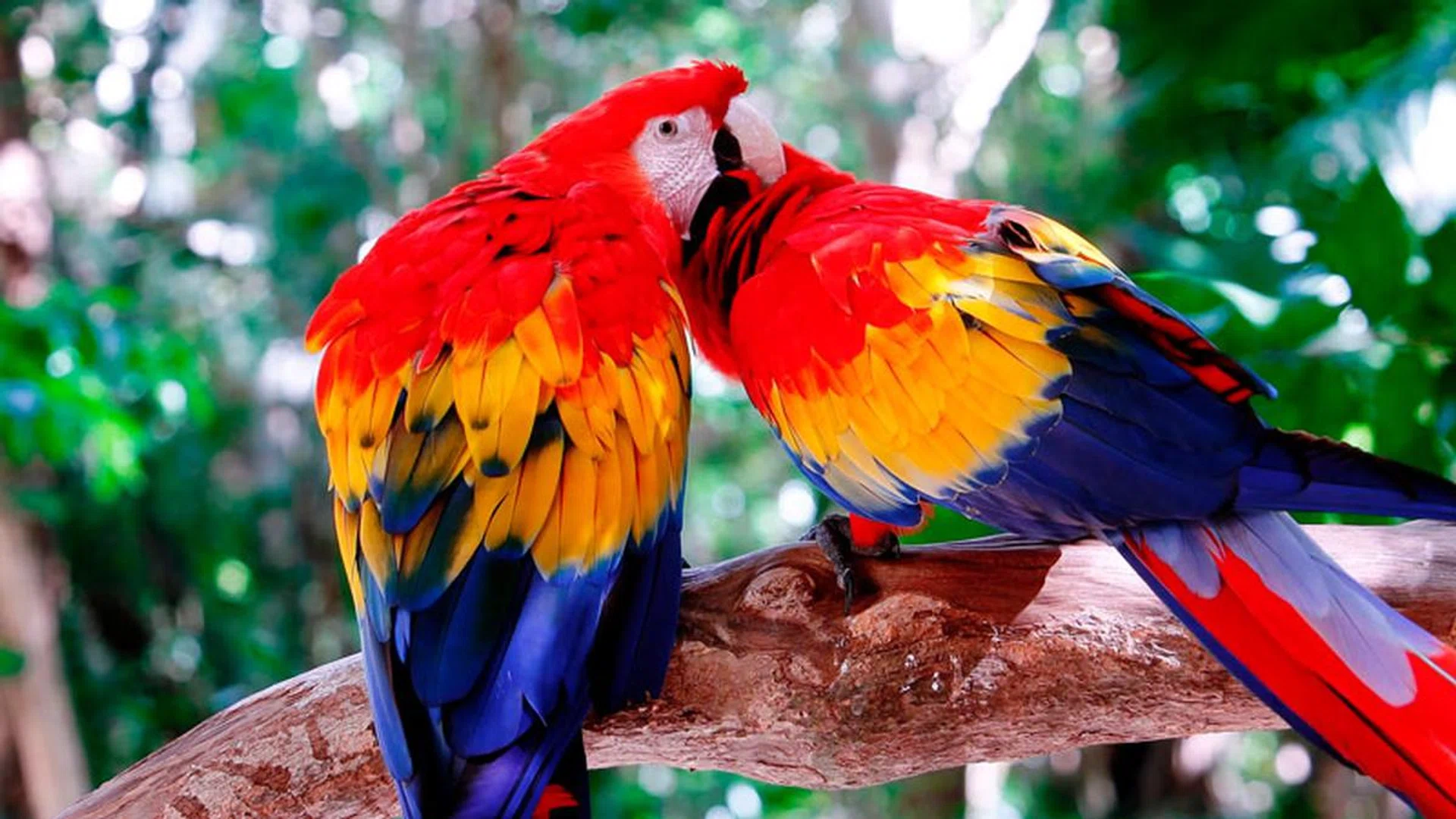 If you like warm-looking images with punchy colors, you'll like the W8. (Video: Breathtaking Colors of Nature in 4K III on YouTube.)