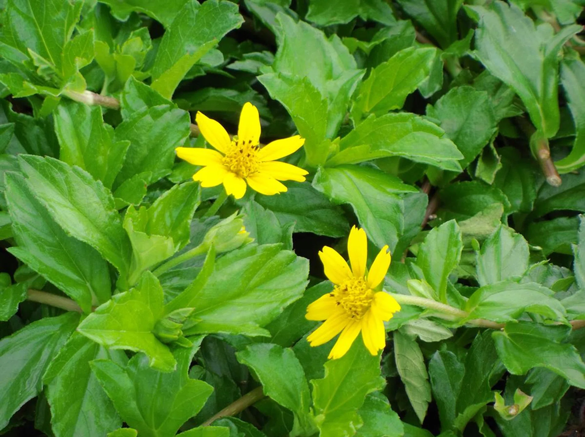 10x optical zoom. Click for full-resolution image.