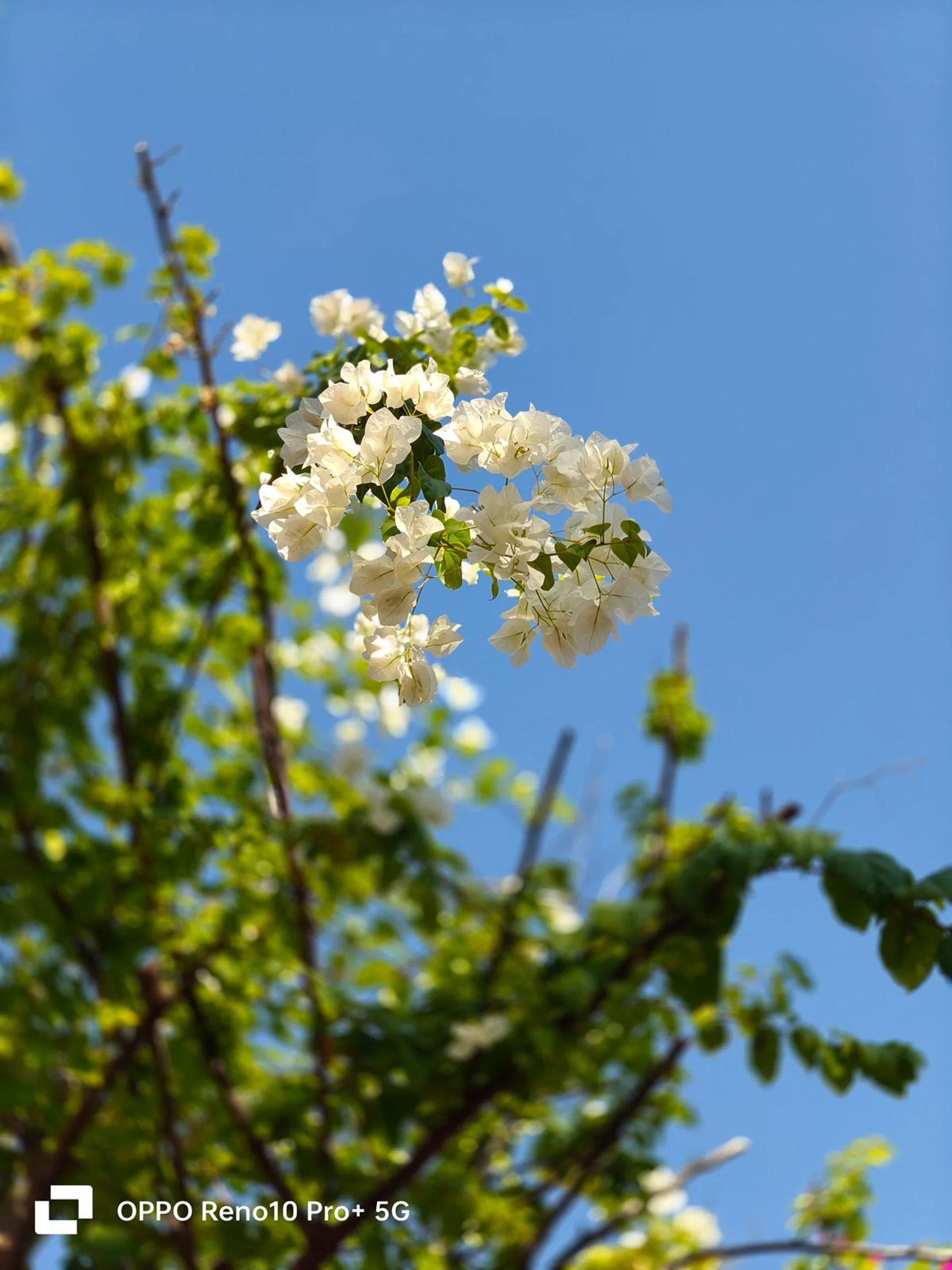 Telephoto camera, 3x optical zoom.