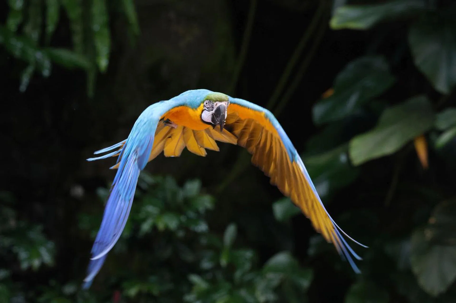 Blue-gold macaw - 236mm at f/8.0, 1/640s, ISO 6400 (50% crop)