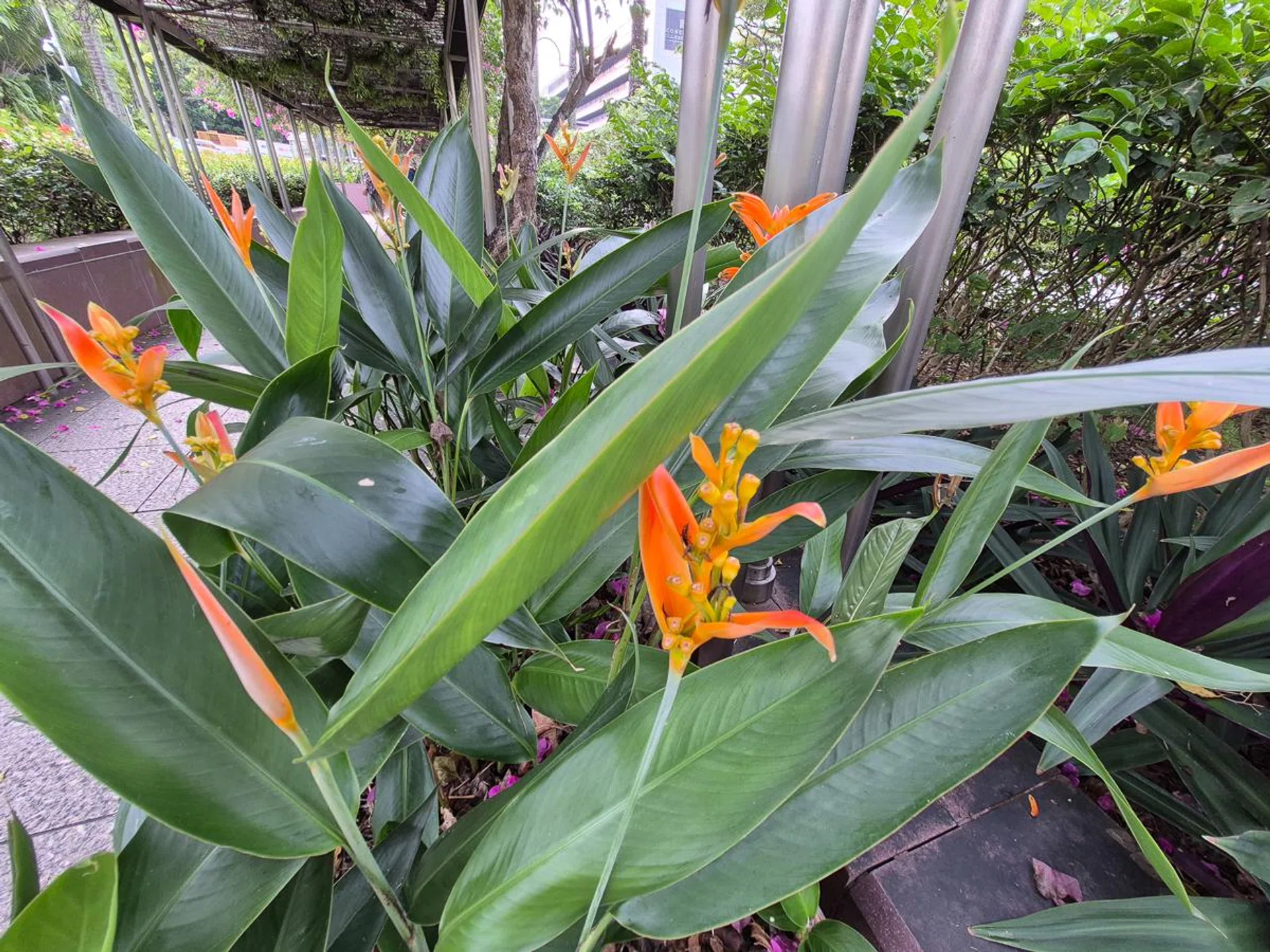 Ultrawide camera. Photo: HWZ.