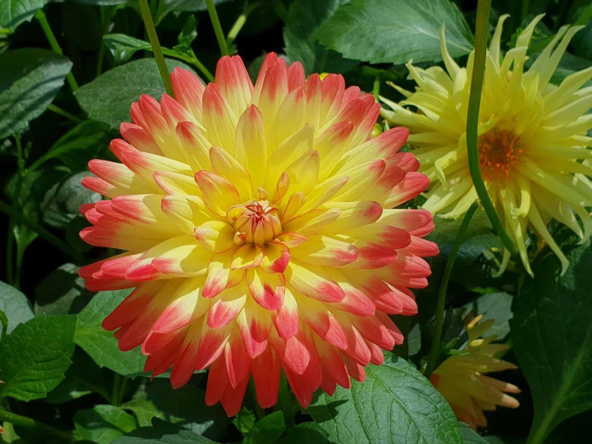 f/2.4 with telephoto, 1/1,250 sec, ISO 50.