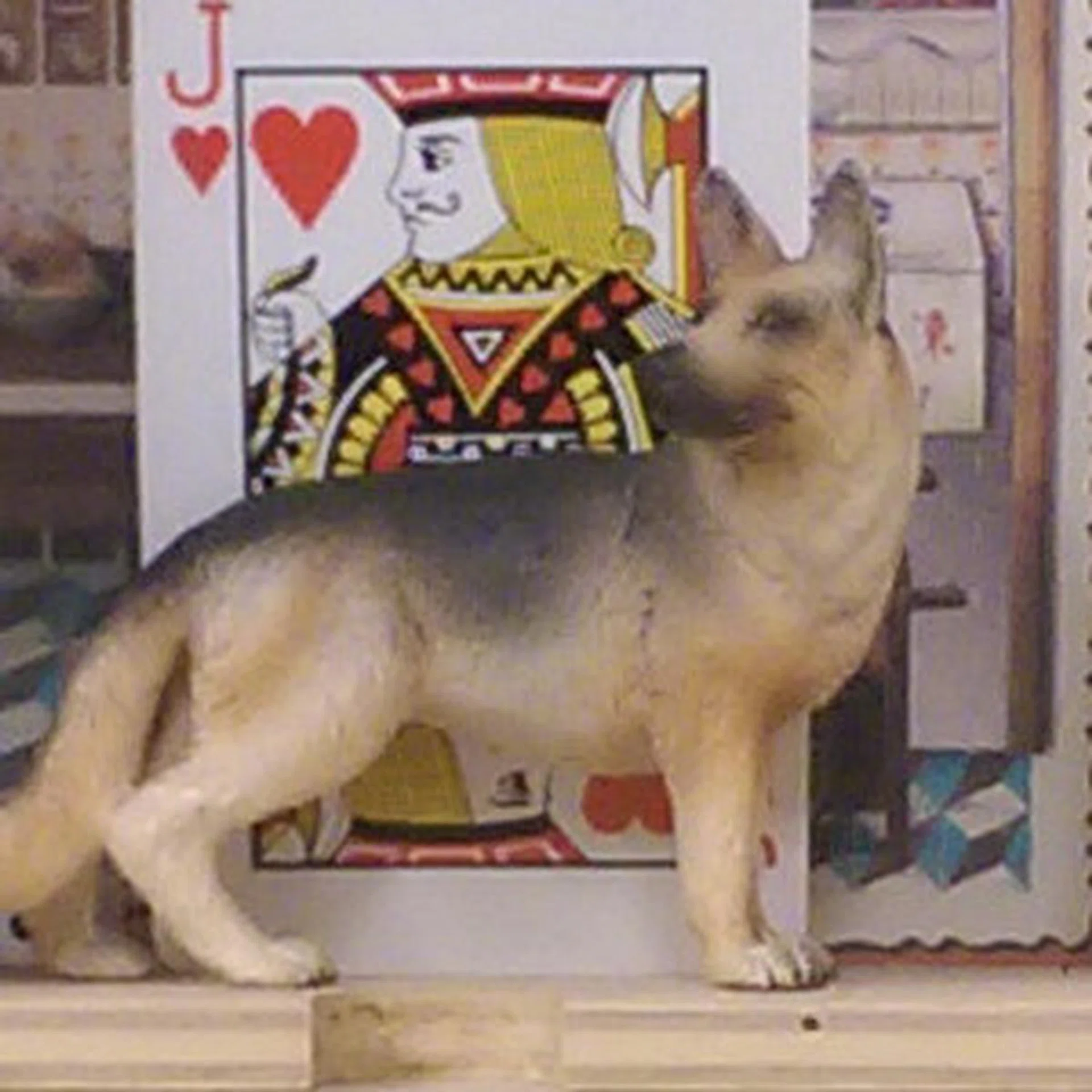 For the HTC One M8, you can see the details getting smudged at ISO400, especially around the dog's eyes.