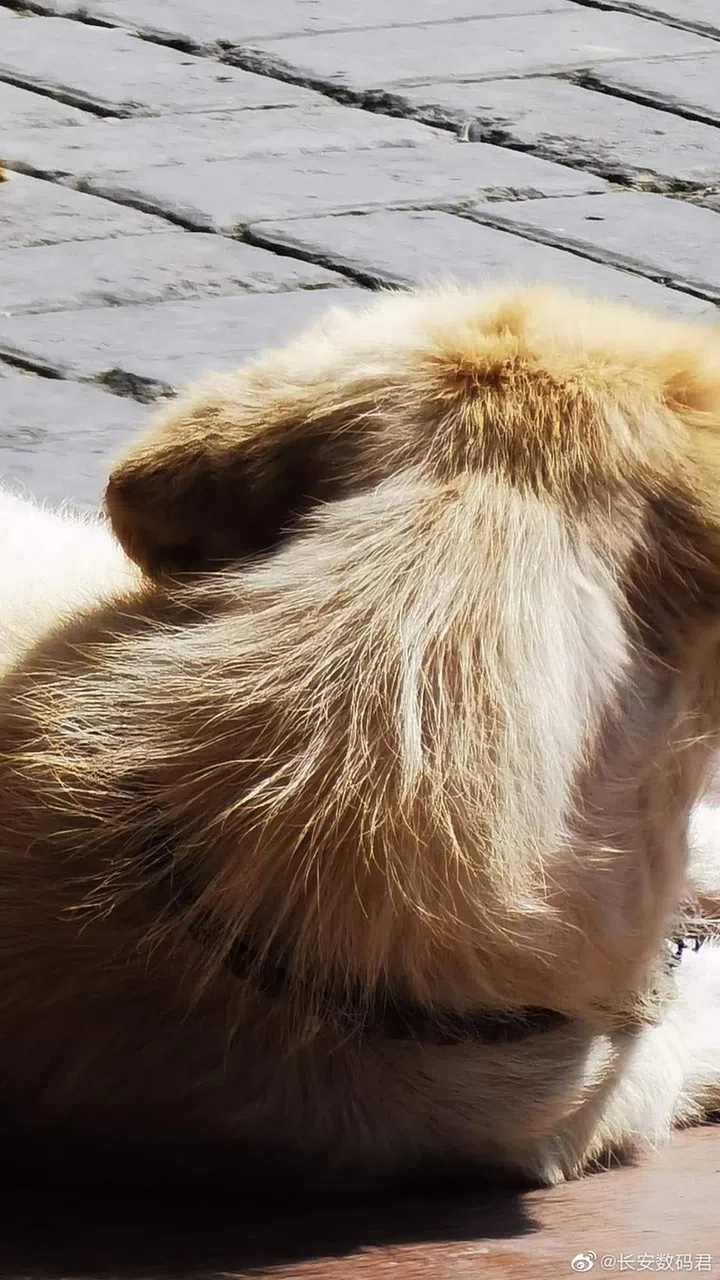 Reuploaded image of the dog photo taken above, but zoomed (10x) and cropped before uploading.