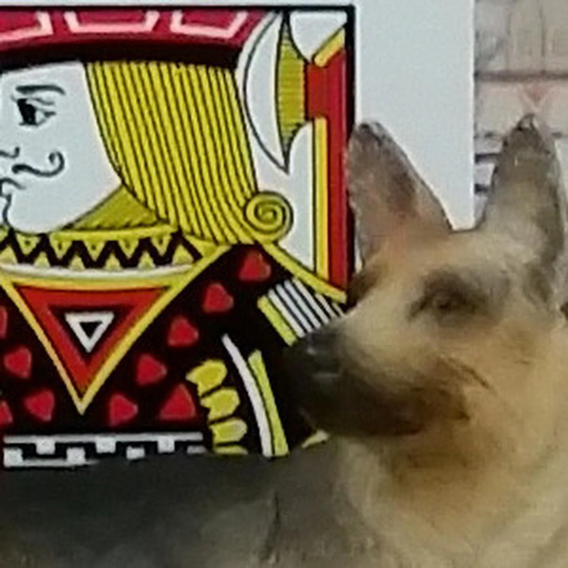 Shot at ISO200, the Samsung S5 does a relatively good job of retaining details at lower ISO settings.