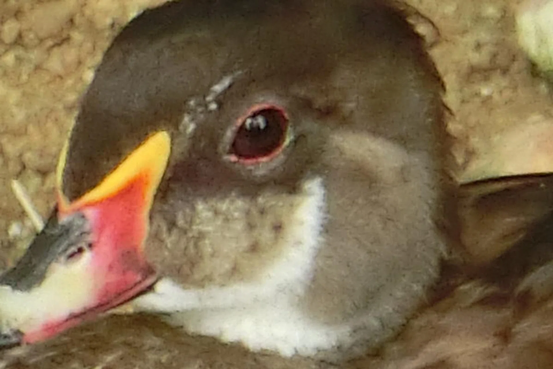 Shot at F/5.9 and ISO320, a 100% crop of the image above will reveal that the image is not very sharp, even at lower ISO settings. 