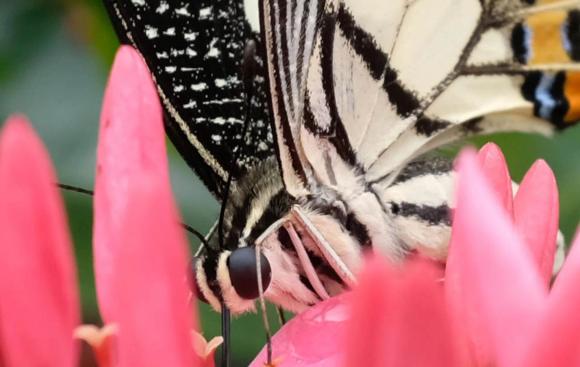 100% crop