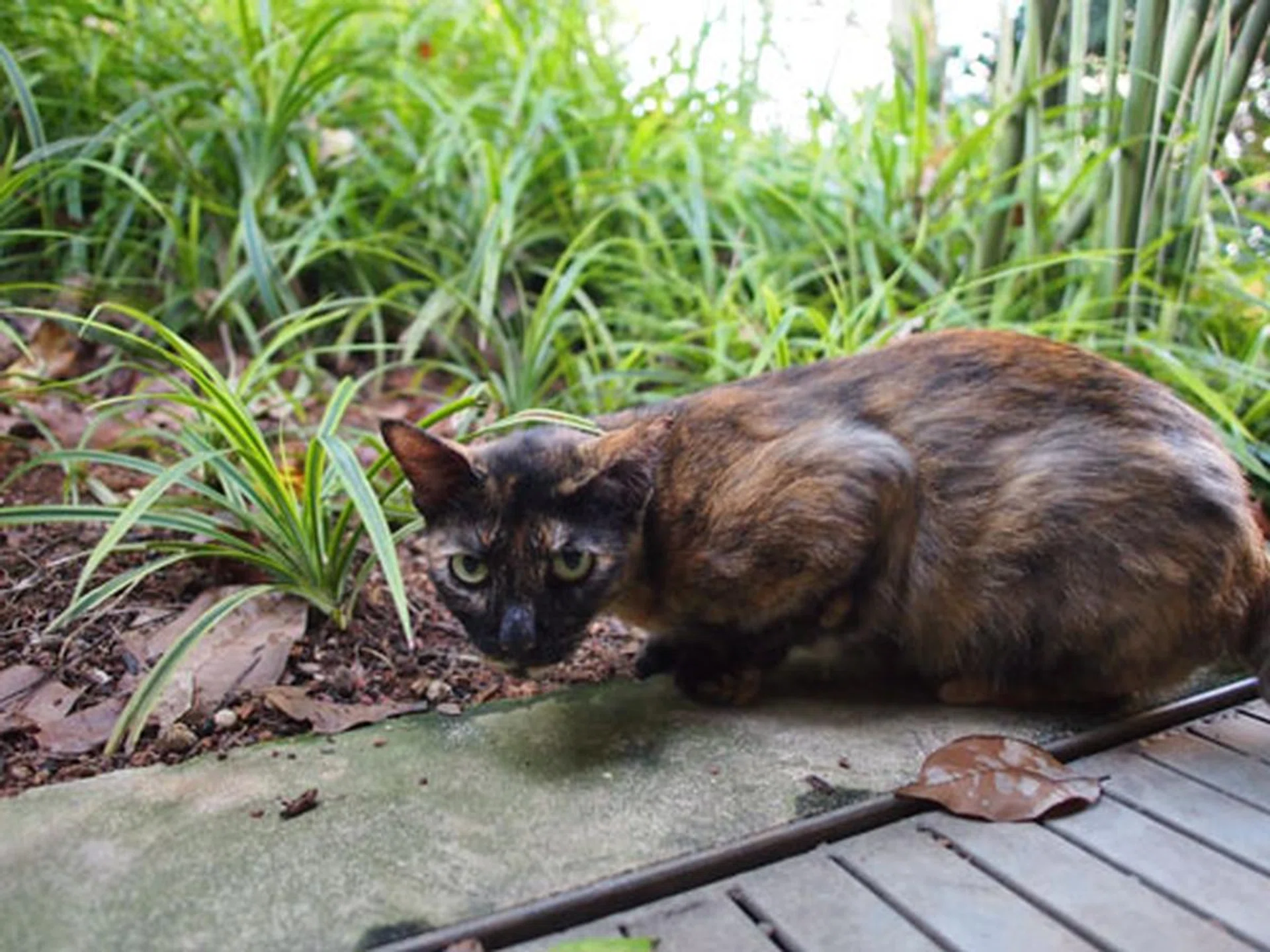 f/2 at 24mm (35mm equivalent), 1/60 sec, ISO800. Click for full-resolution image.