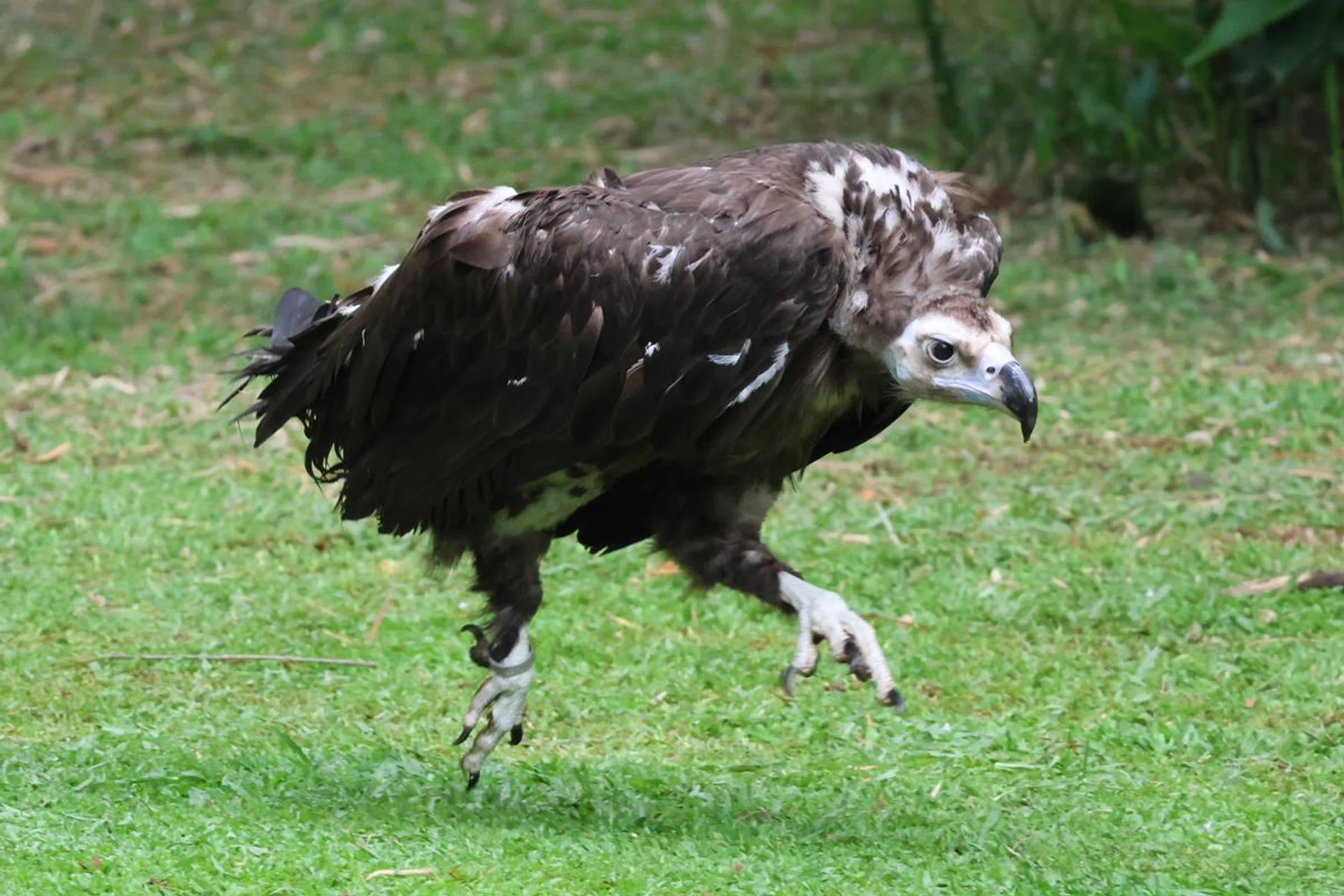 Vulture. 400mm at f/8, 1/640s, ISO 6,400.