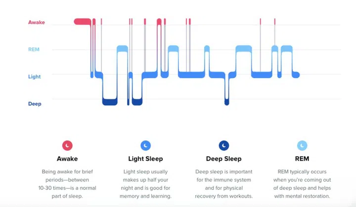 The different sleep cycles. <br>Image source: Fitbit