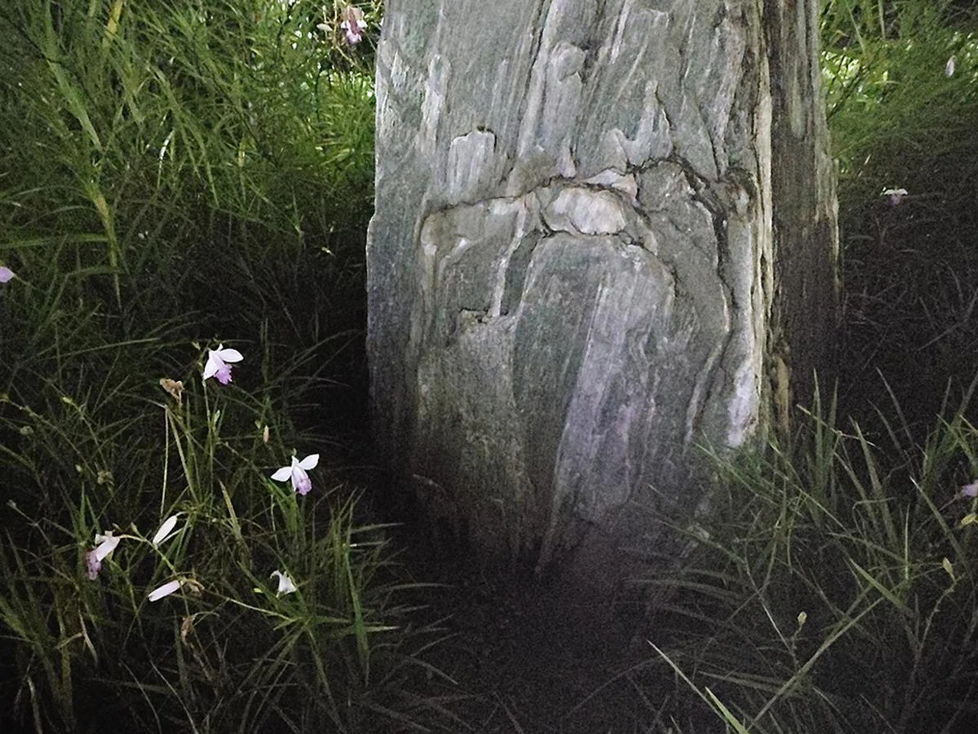 Here’s a closer look at the UHS image shot at ISO 51,200. It’s remarkably clean for such a high ISO shot, especially since it’s coming out of a smartphone.