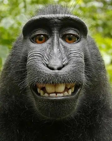 The star involved in the scandal. (Source: Wikimedia Commons)