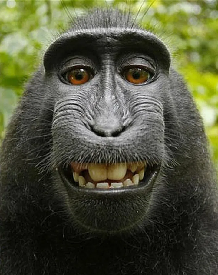 The star involved in the scandal. (Source: Wikimedia Commons)