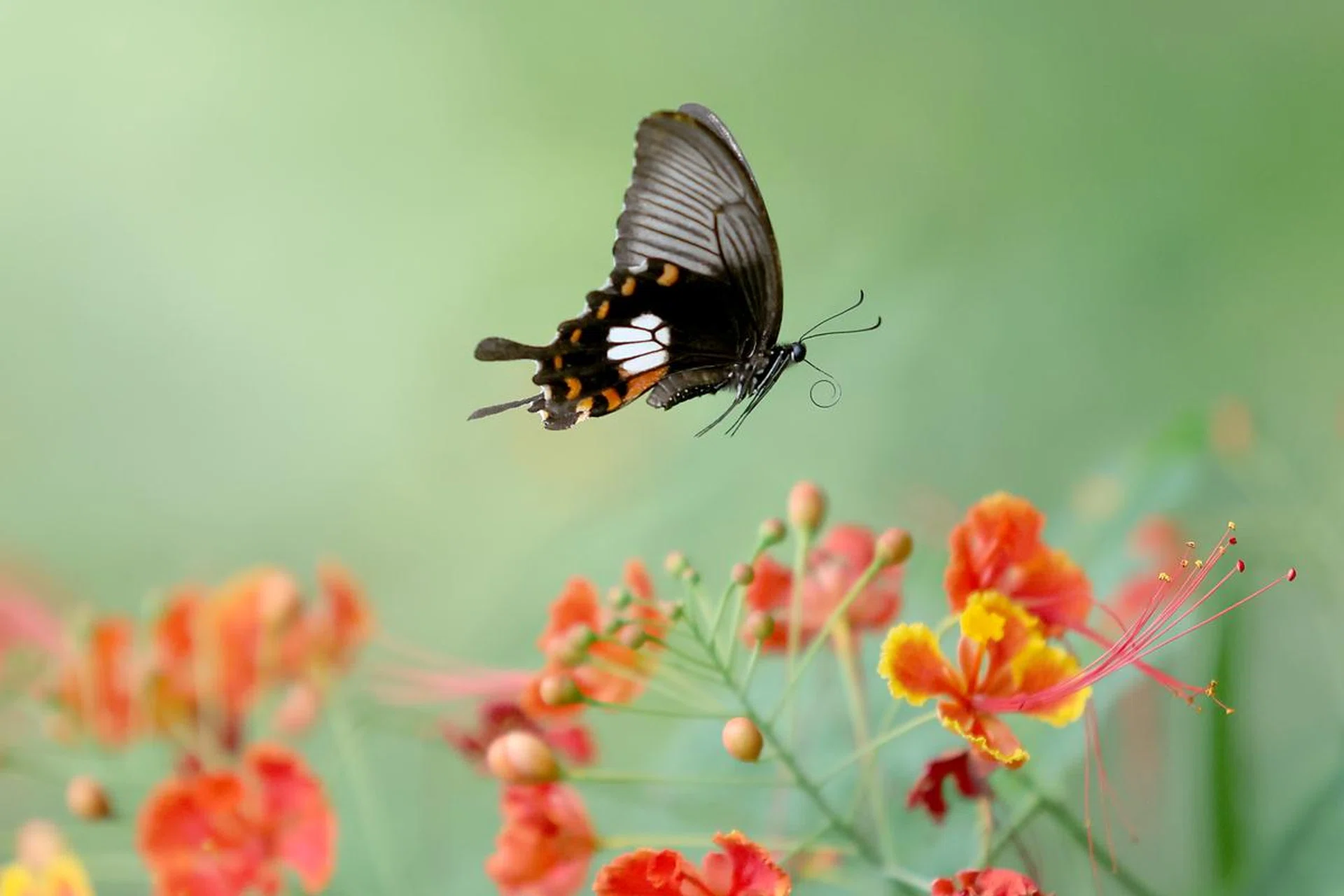 Butterflies are difficult to photograph, but the R1 was able to capture this one without any issues. Shooting info: 200mm at f/2.8, 1/4000s, ISO 1600 (50% crop). Photo: HWZ (Click to see image in full resolution)