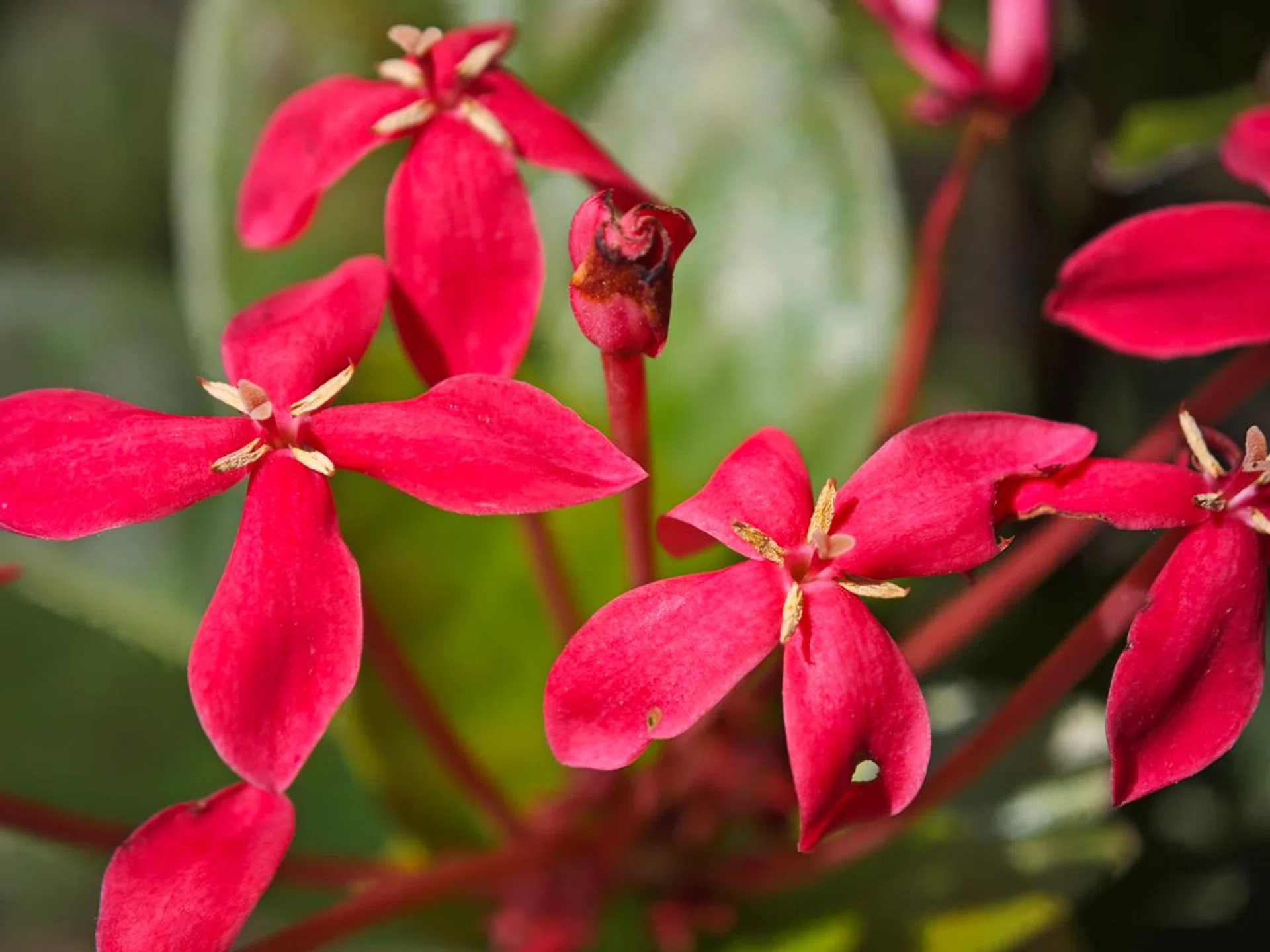 Macro mode via 3.2x optical zoom option, Leica Authentic.