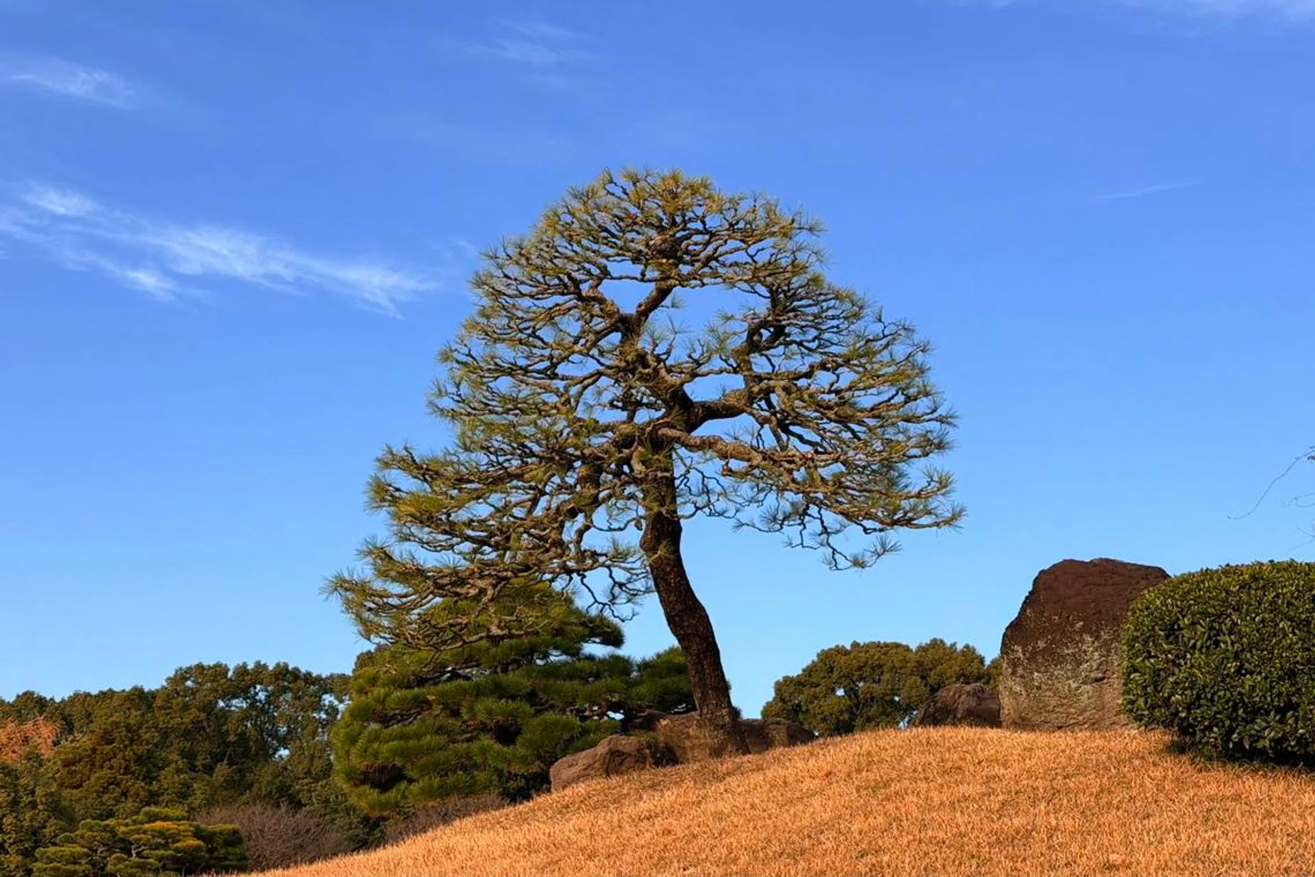 Suizenji Garden tree