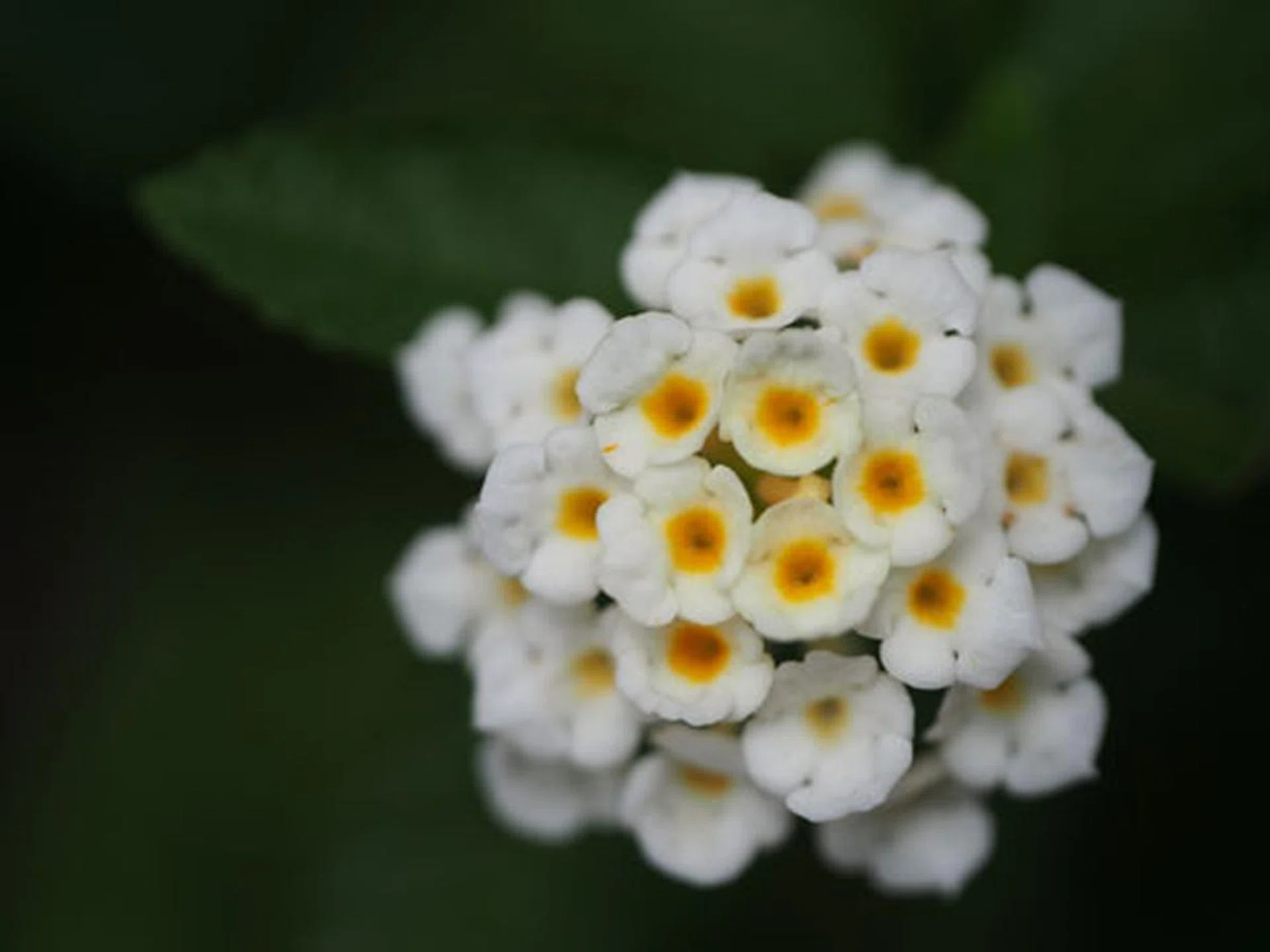 f/2.8 at 90mm (35mm equivalent), 1/3200 sec, ISO200. Click for full-resolution image.