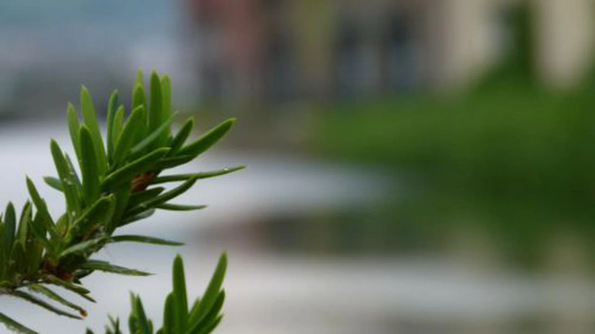 Then we switched focus (it's a matter of switching to manual focus and pressing the Focus button next to the lens). Here, the settings remain unchanged at f3.7, 1/320 and ISO 200. This example should give you an idea of the depth of field the FZ100 brings.