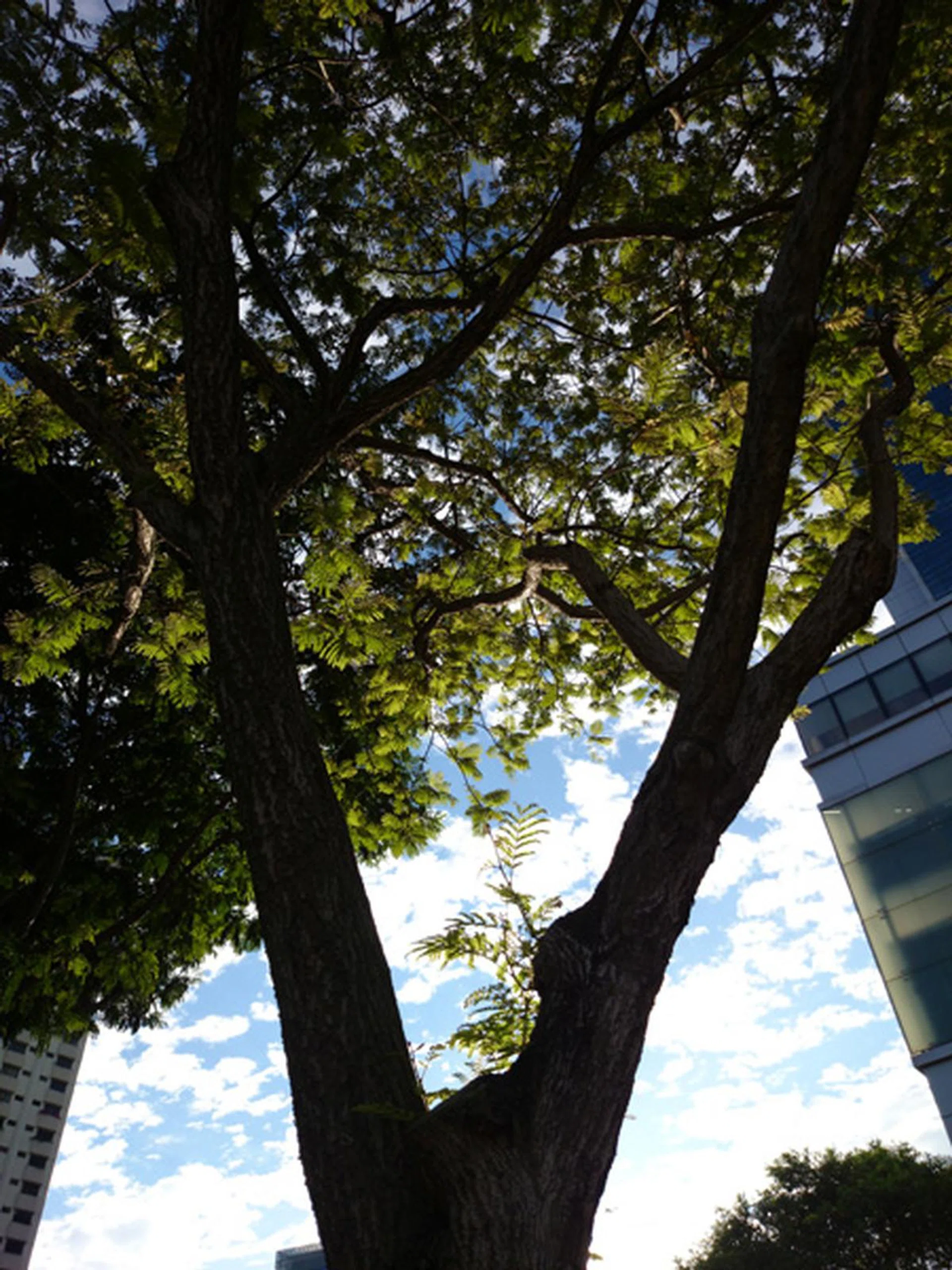 Sony Z1, 20MP, f/2 at 27mm, 1/1600 sec, ISO 64.