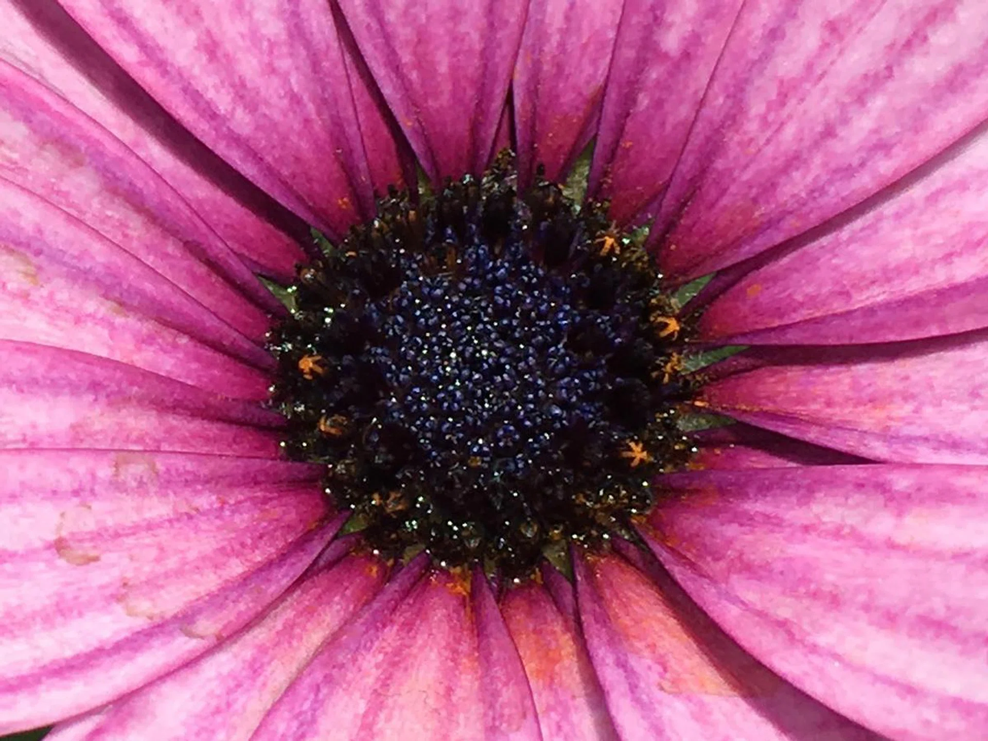 Apple iPhone 6s Plus, 100% crop. f/2.2 at 29mm, 1/1500 sec, ISO 25.