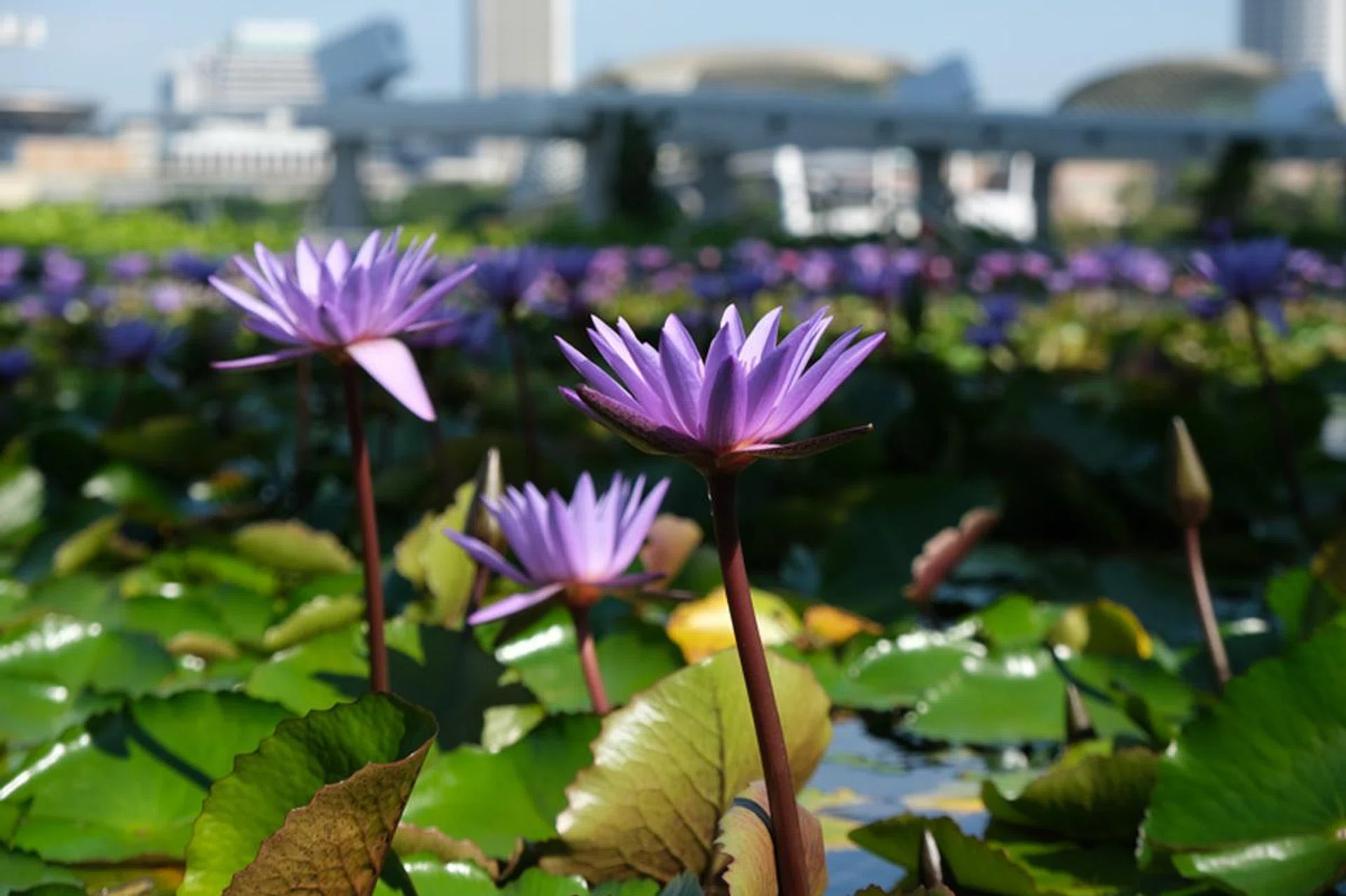 55mm at f/5.6, 1/400s, ISO 160