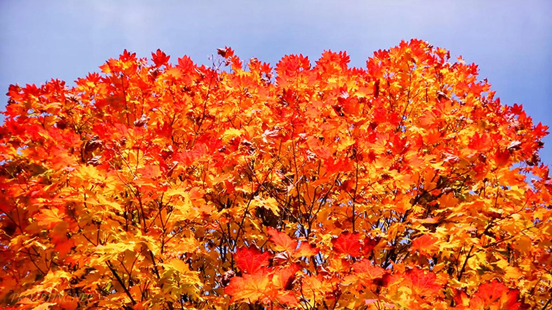 Plenty of details and colors truly pop on the Q9F. (Video: Beautiful Washington by 4K Relaxation Channel.)