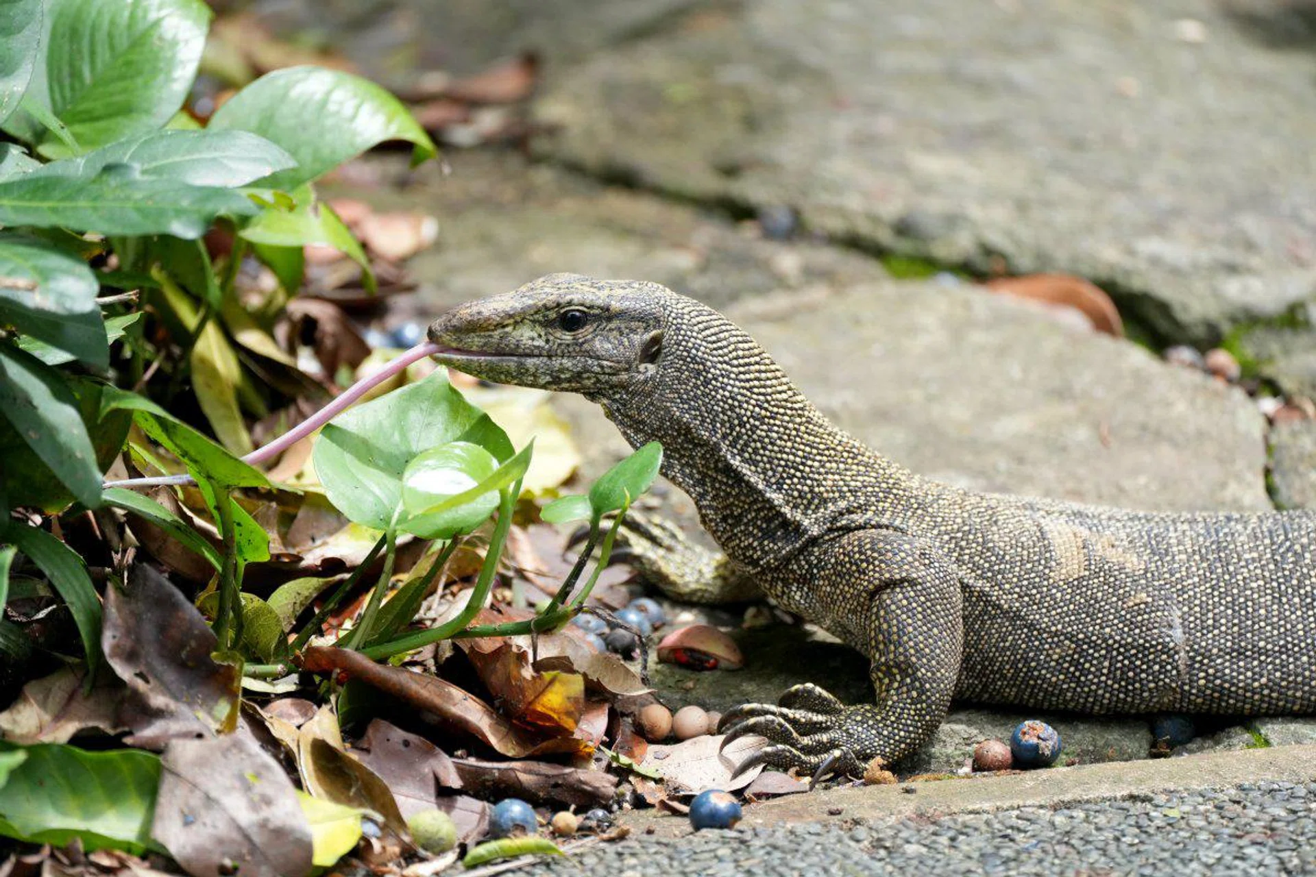 400mm at f/5.6, 1/1250s, ISO 1600