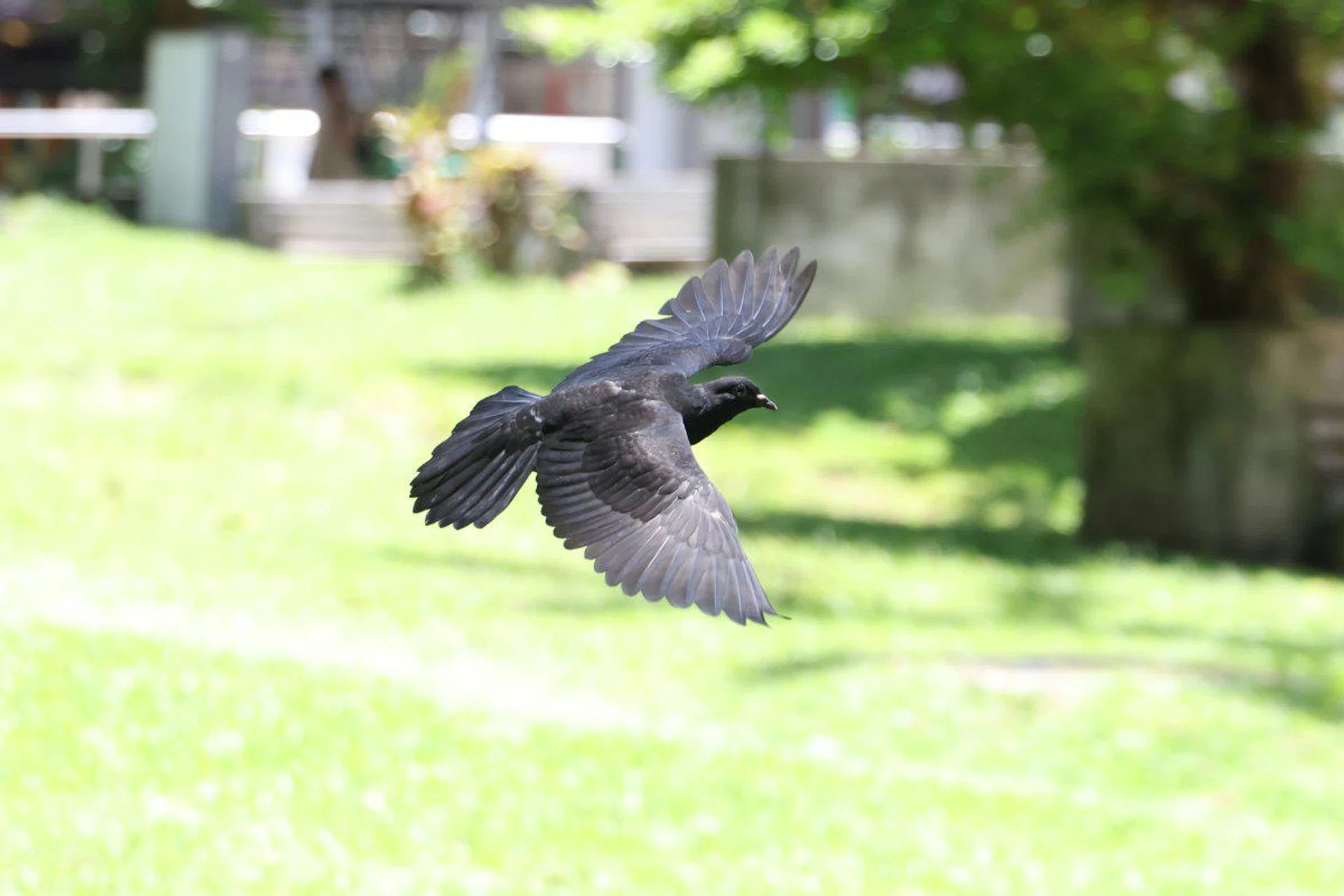 The humble pigeon is not easy to photograph due to its small size, but the R5 Mark II was able to capture without any issues. Shooting info: 105mm at f/4, 1/2700s, ISO 1600 (50% crop) Photo: HWZ