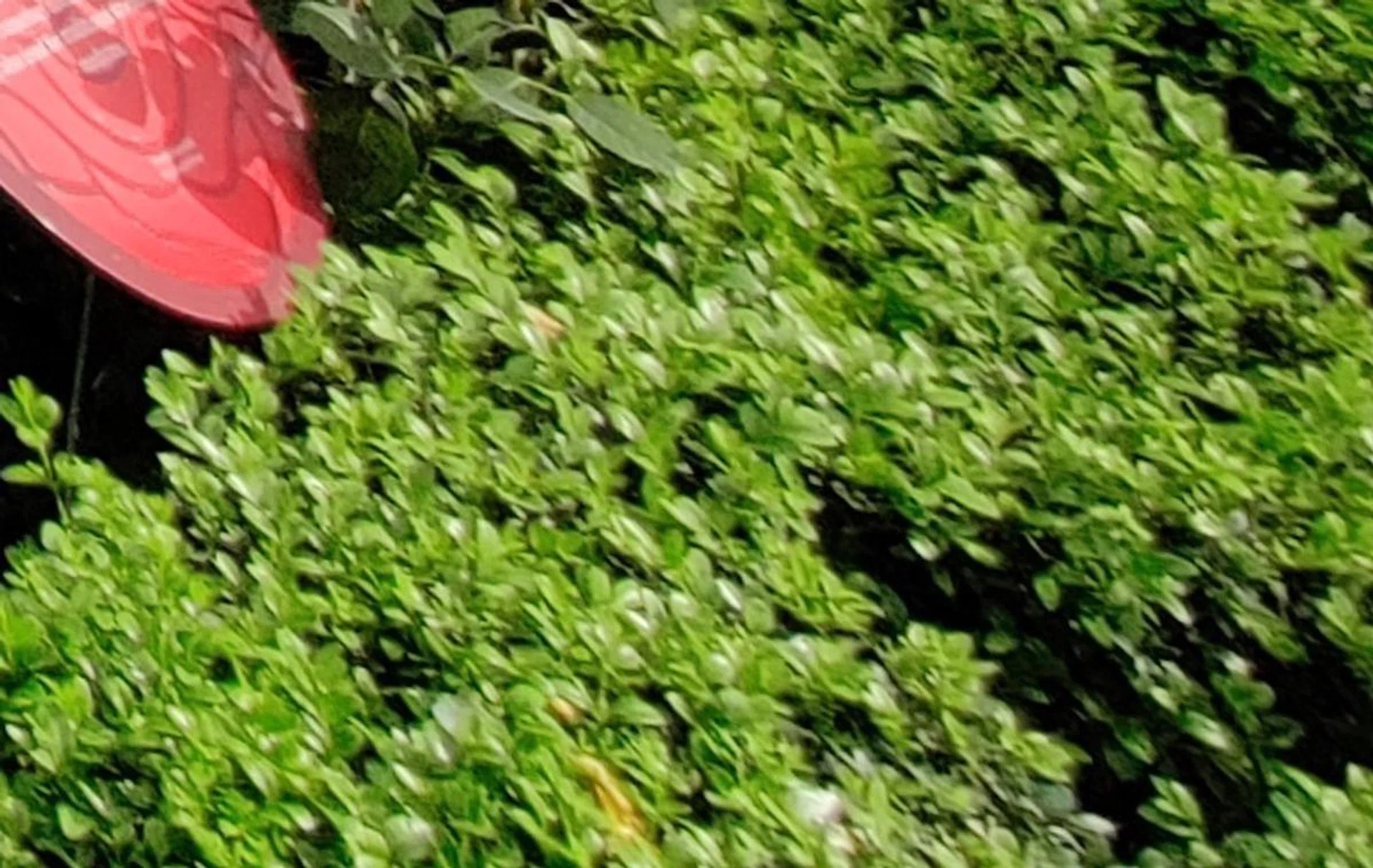 OnePlus7 Pro - 100% crop at the edge of the frame on the ultra-wide shot.