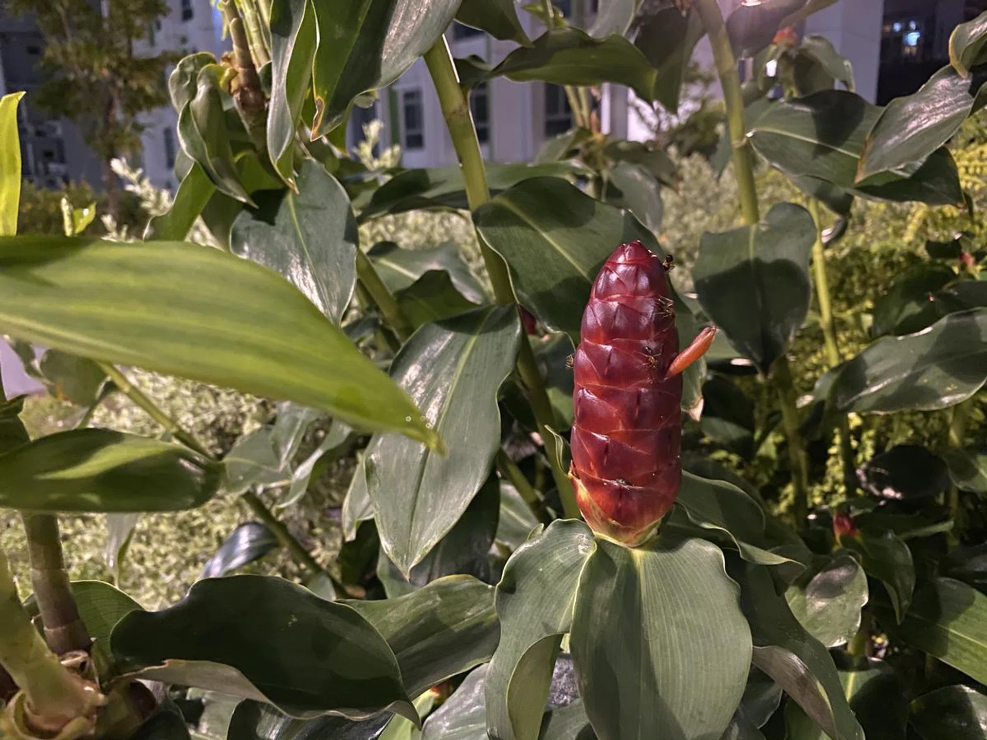 Shot with the iPhone 11 Pro Max's main wide camera in Night mode. Click to see full image.