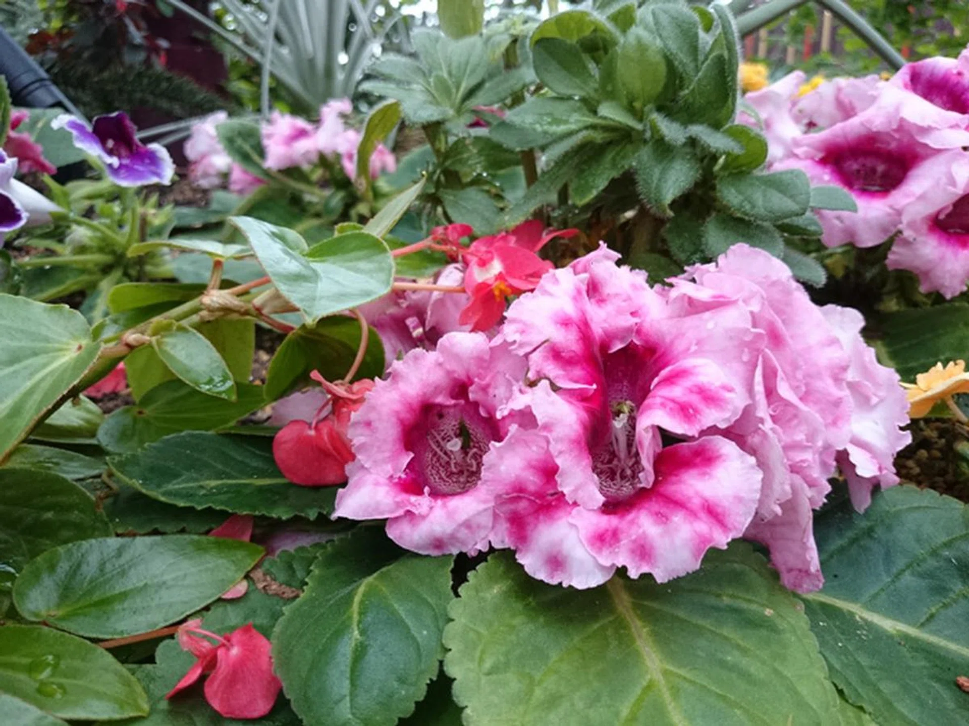 Sony Z1, 20MP, f/2 at 27mm, 1/320 sec, ISO 200.