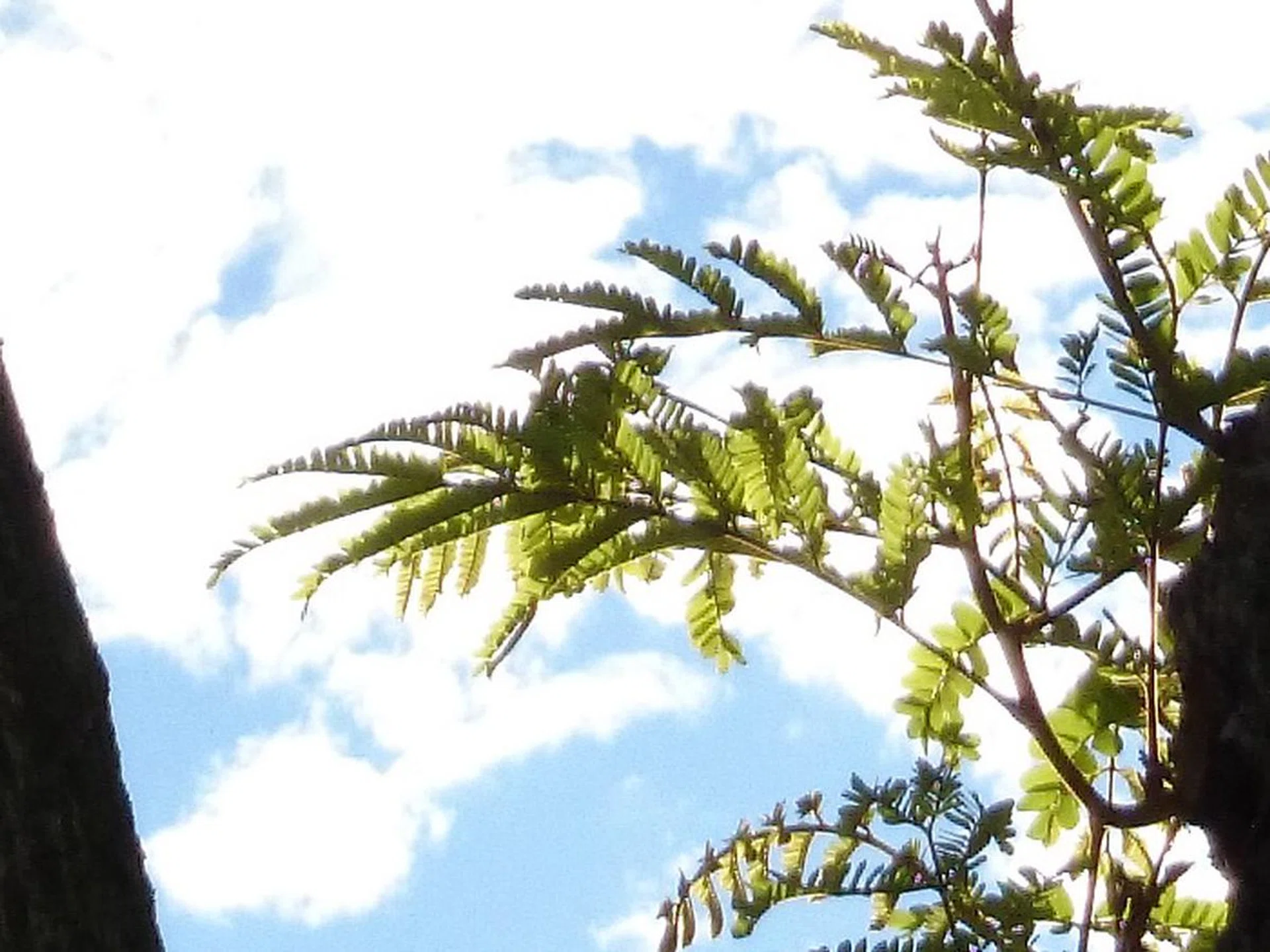 Sony Z1, 20MP, 100% crop.