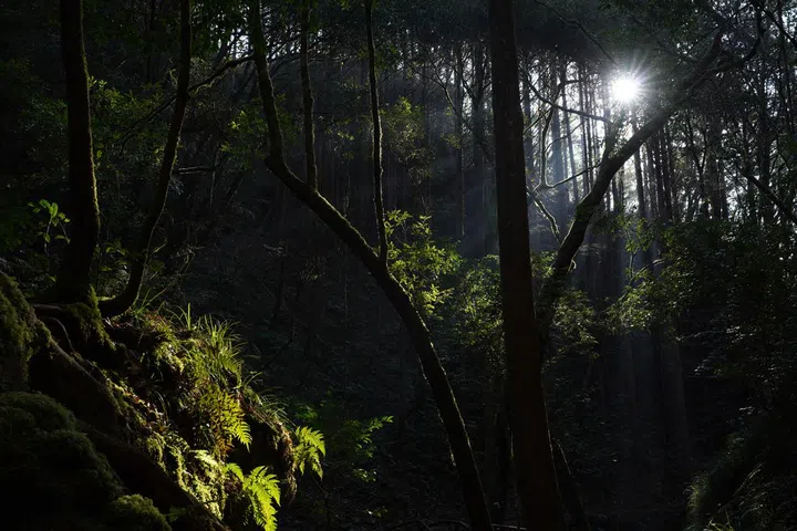 Sample shot by Sony.