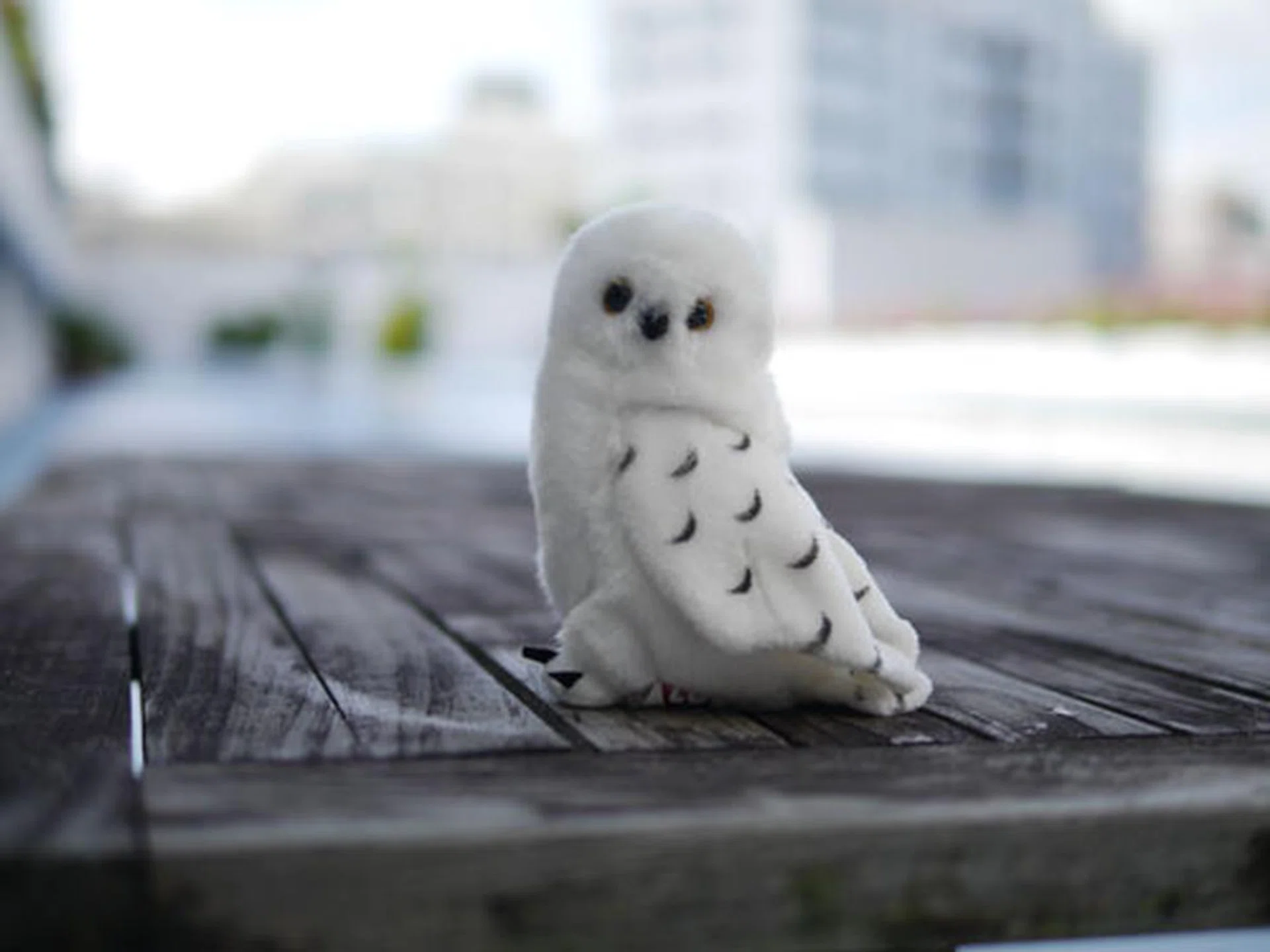 Shot with the 25mm f/1.4, which gives you a tighter field of view and a narrower depth of field. Notice how much less of the table is in focus compared to f/2.5, and how much softer the background is.