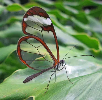 Who would have thought that the key to drastically reducing glare and reflections might come from a butterfly?