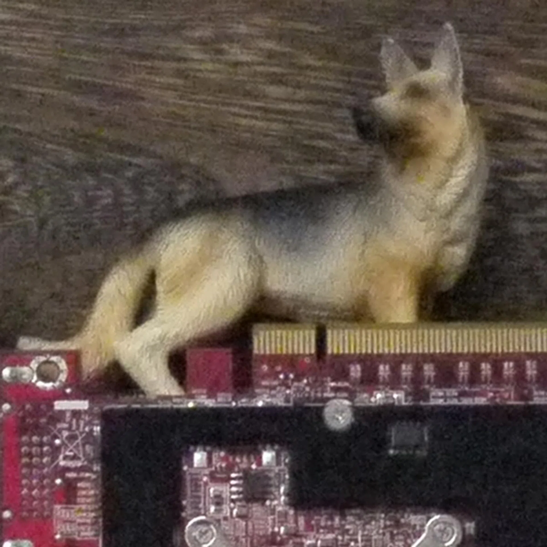 Shot at ISO3200. Here you see that image noise has really eaten into the details. Click for full image.