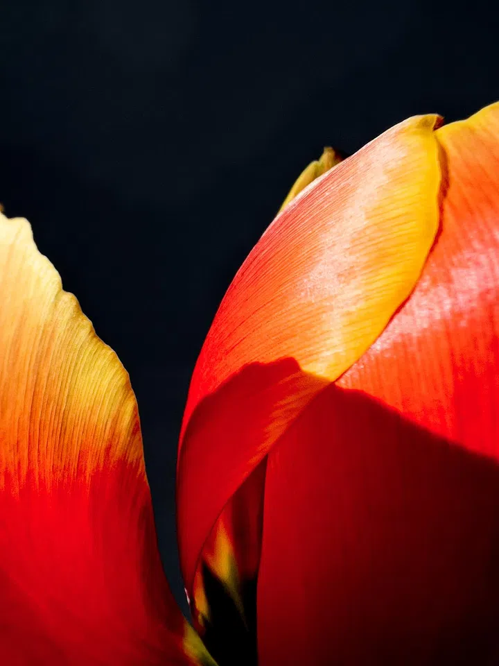 "The Final Bloom" / Jahoo Gu / iPhone 13 Pro Max