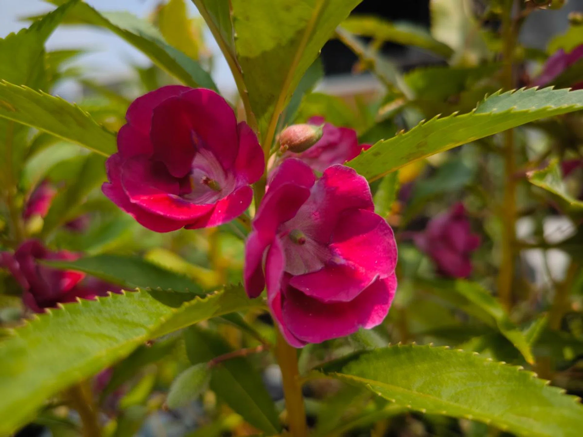 Main camera with Leica Authentic photo style.