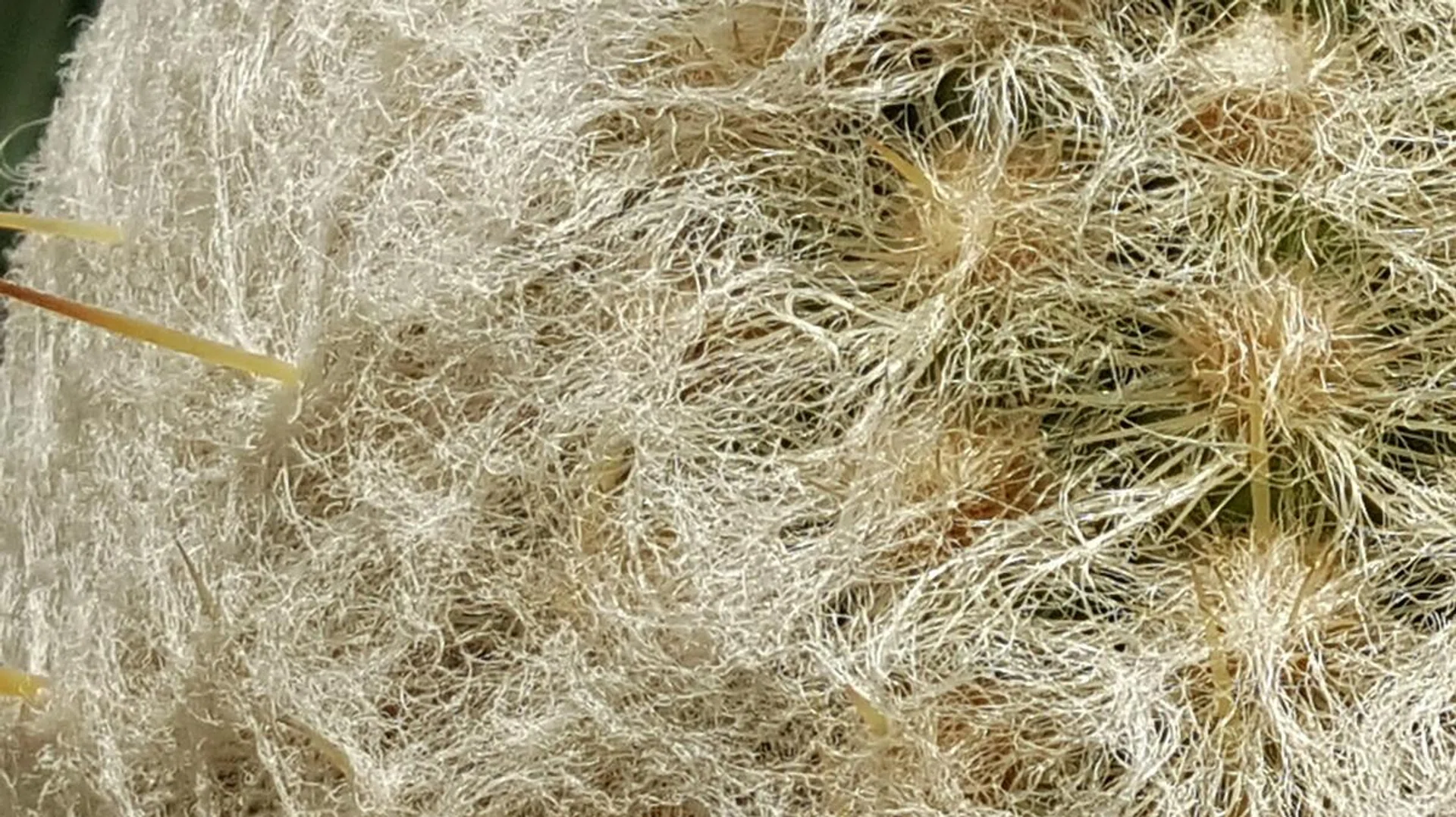 100% crop. Samsung Galaxy Note 5. f/1.9 at 28mm, 1/1050 sec, ISO 40.