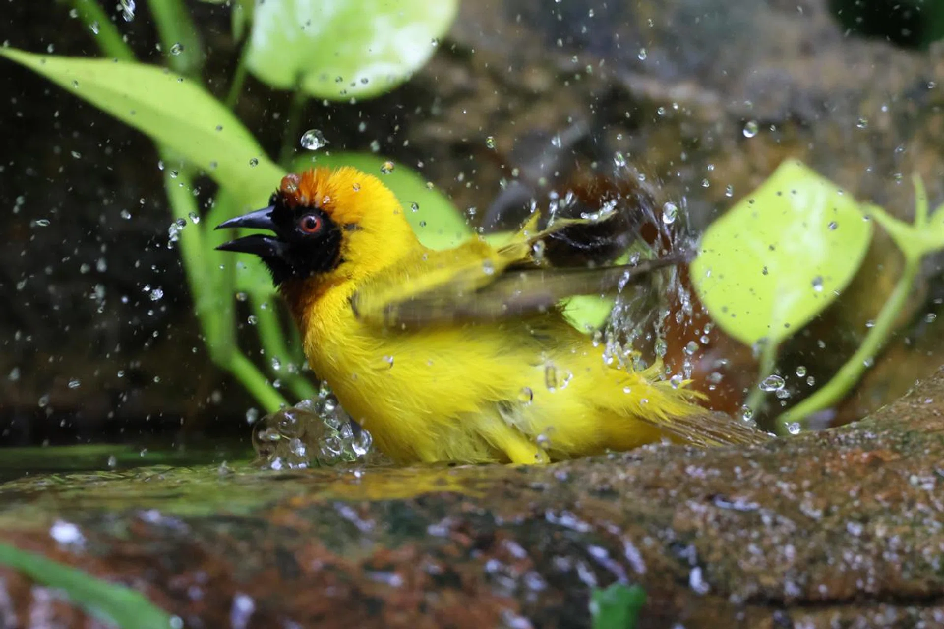 Village Weaver. 400mm at f/8, 1/1000s, ISO 5000 (50% crop).