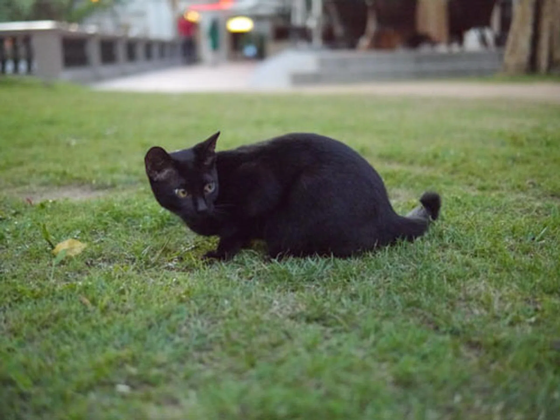 f/1.4 at 25mm, 1/2000 sec, ISO6400.