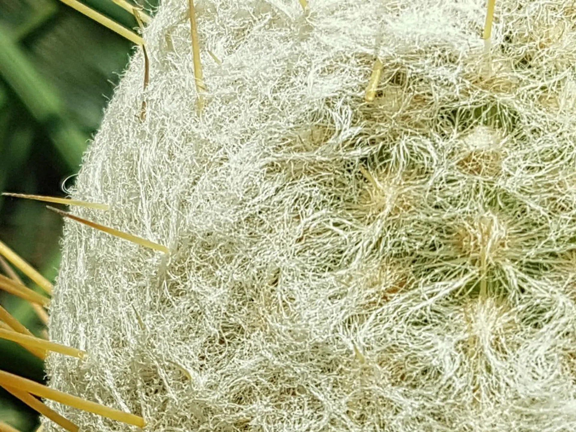 100% crop. Samsung Galaxy S7 Edge. f/1.7 at 26mm, 1/1250 sec, ISO 50.