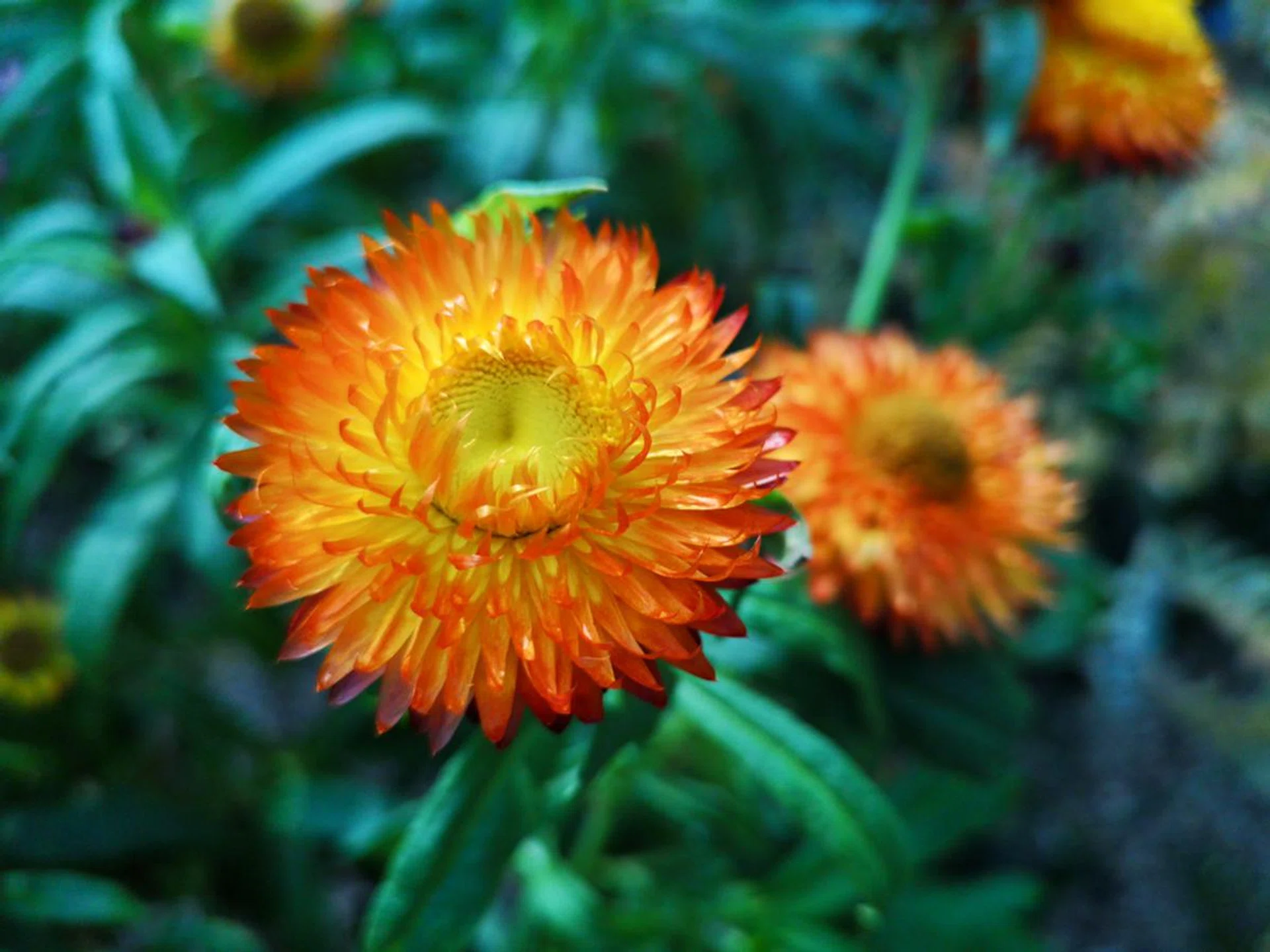 f/1.8 at 3.95mm, 1/900 sec, ISO 200.