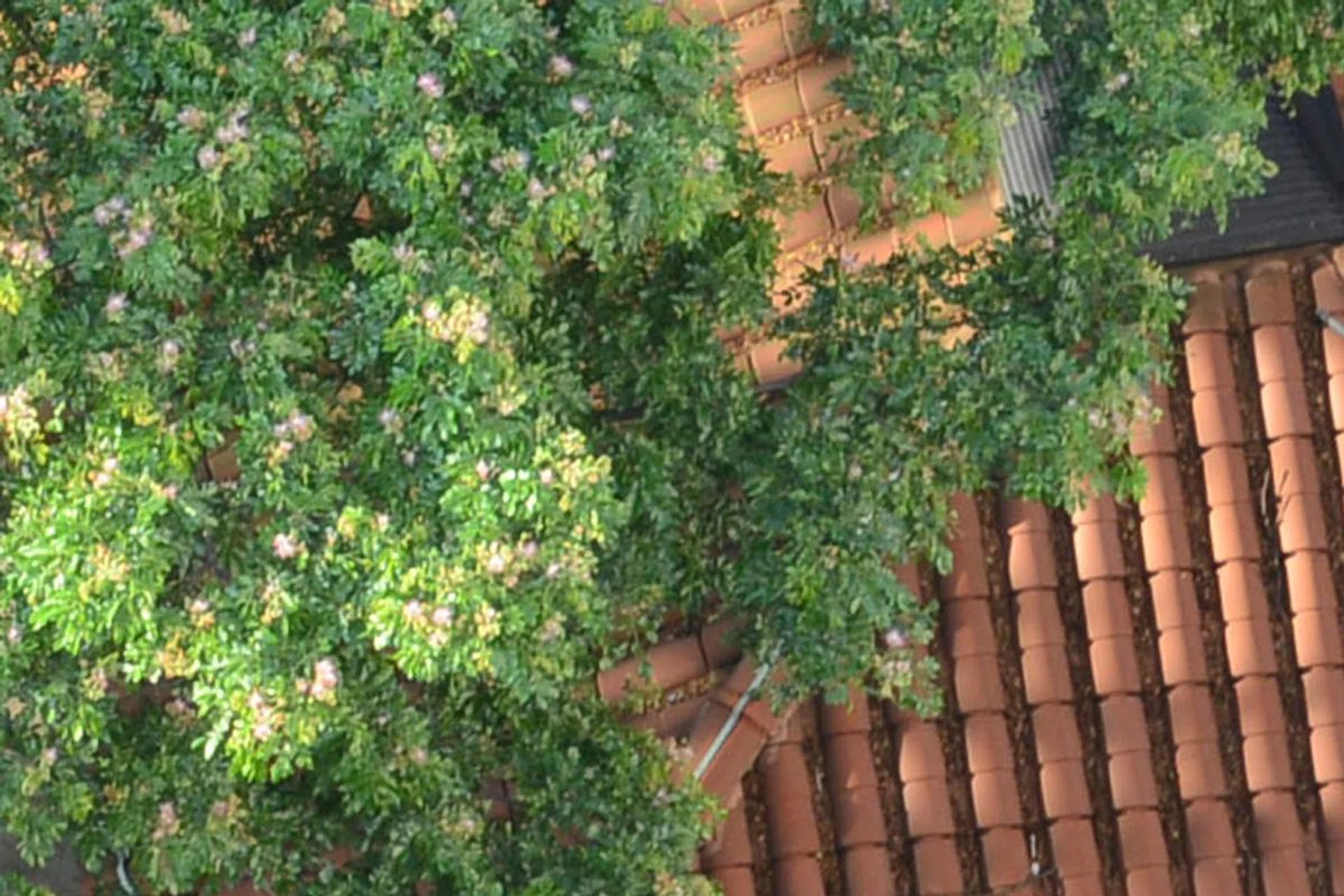 Here is a 100% crop of the 20MP capture. Even though the file size is nearly halved at 17MB, there is noticeably less detail.