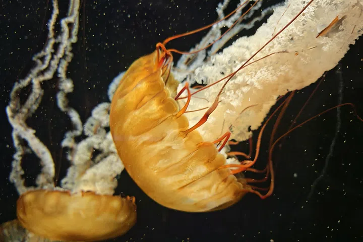 Closeup of a Jellyfish taken on the Honor Magic 8 Pro main camera. 